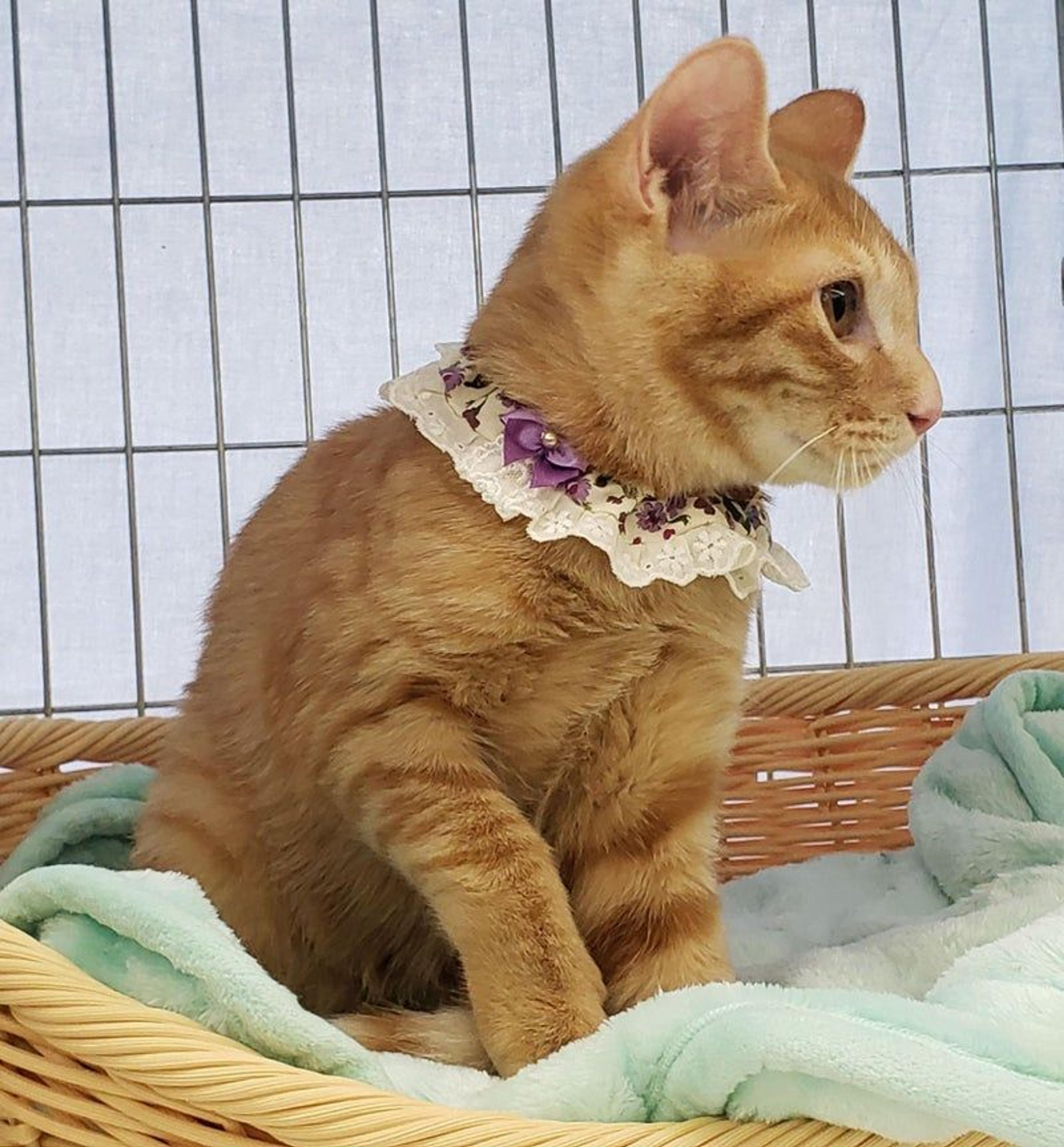 pet-image-2