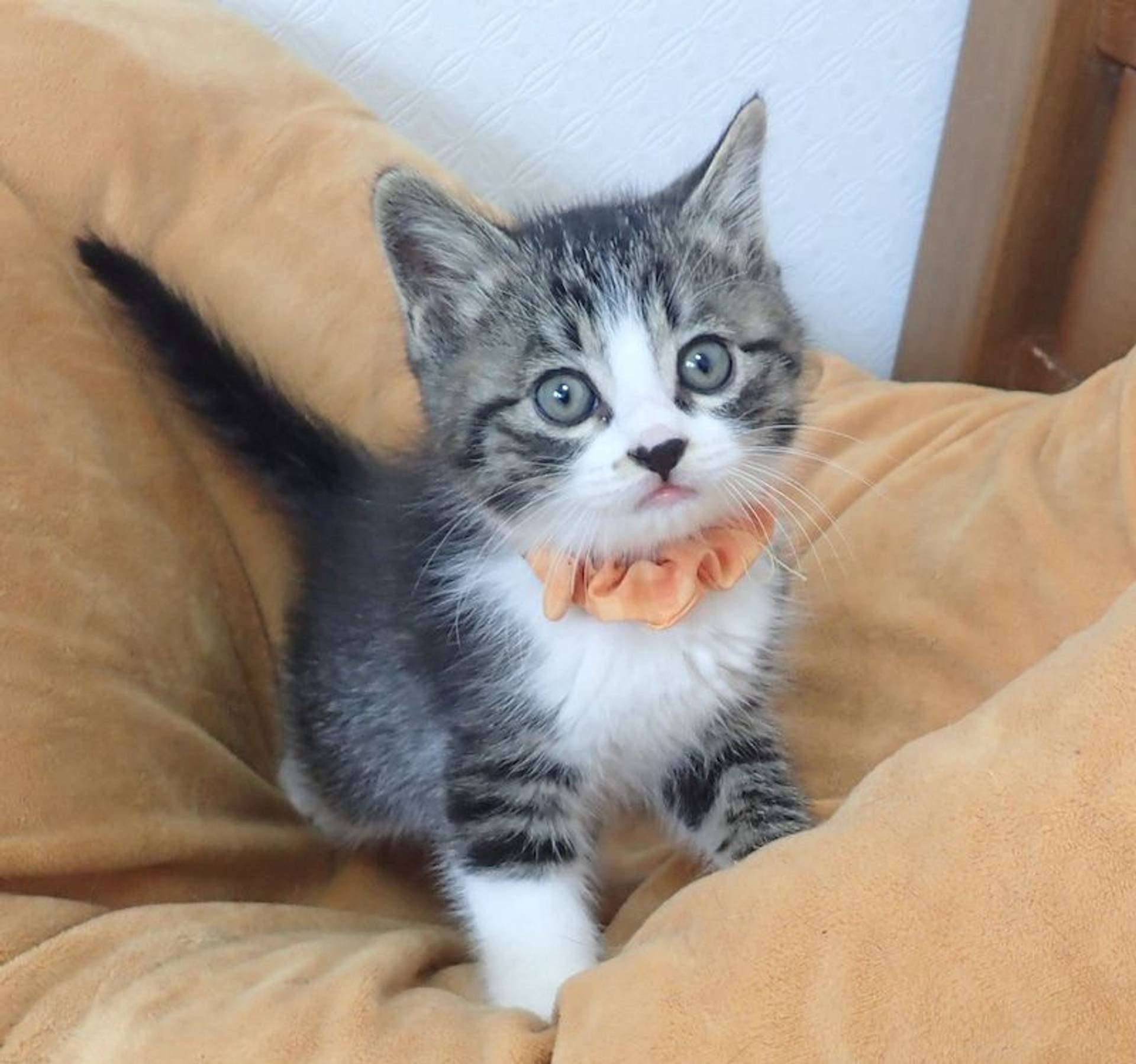 雑種（ミックス猫）・オスの里親募集の写真