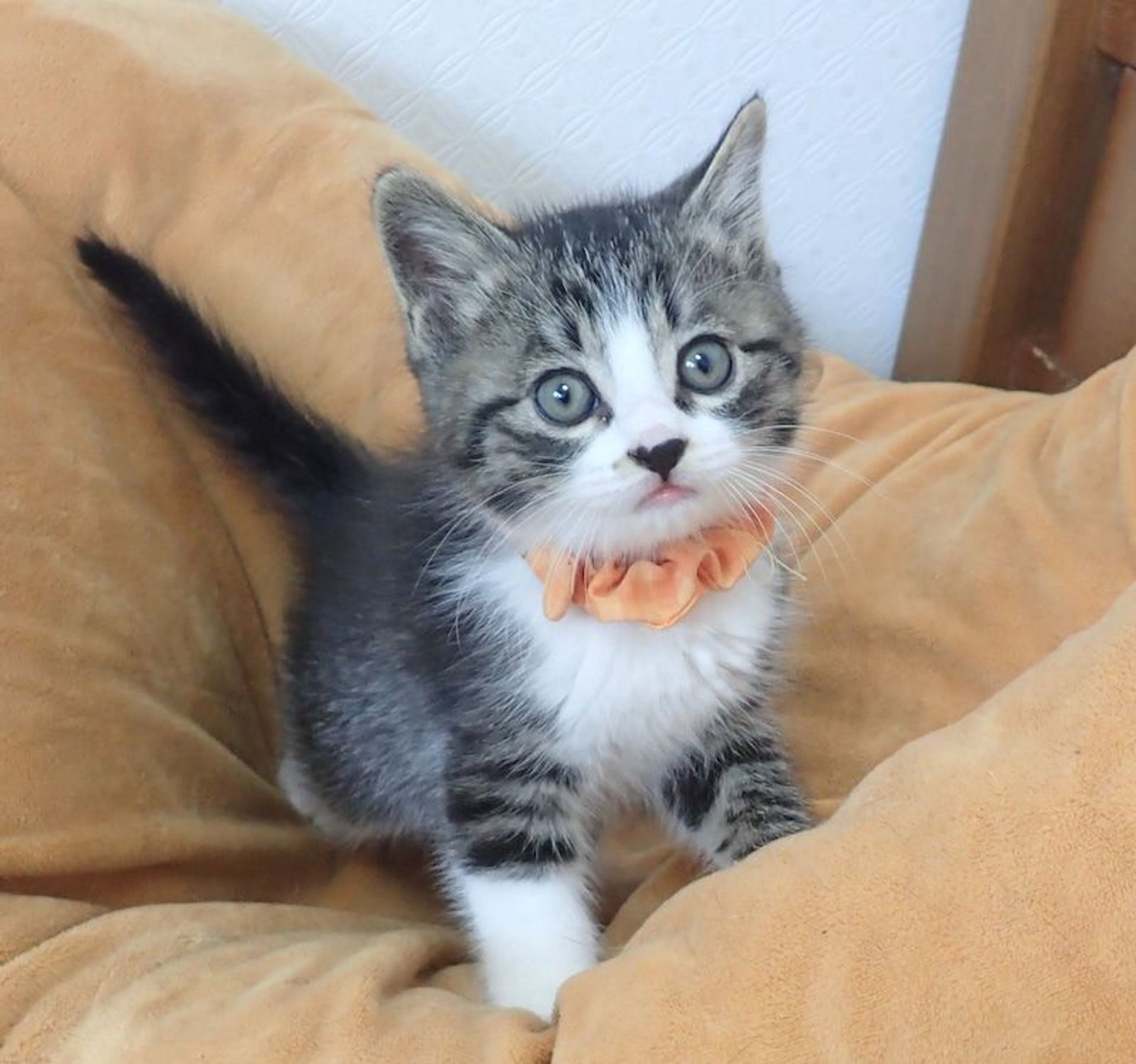 雑種（ミックス猫）・オスの里親募集の写真