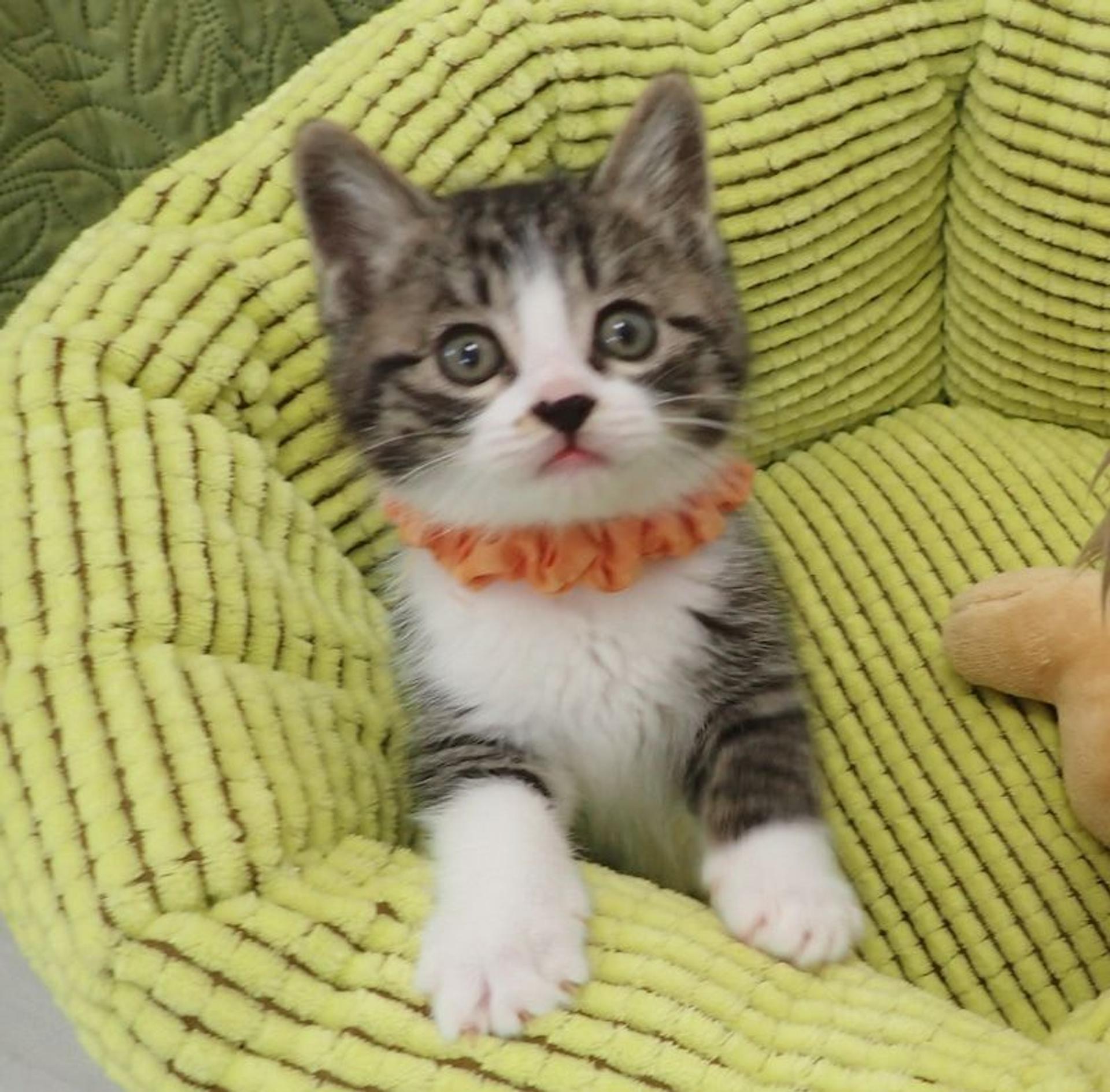 pet-image-3