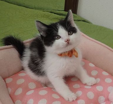 てんてんくん