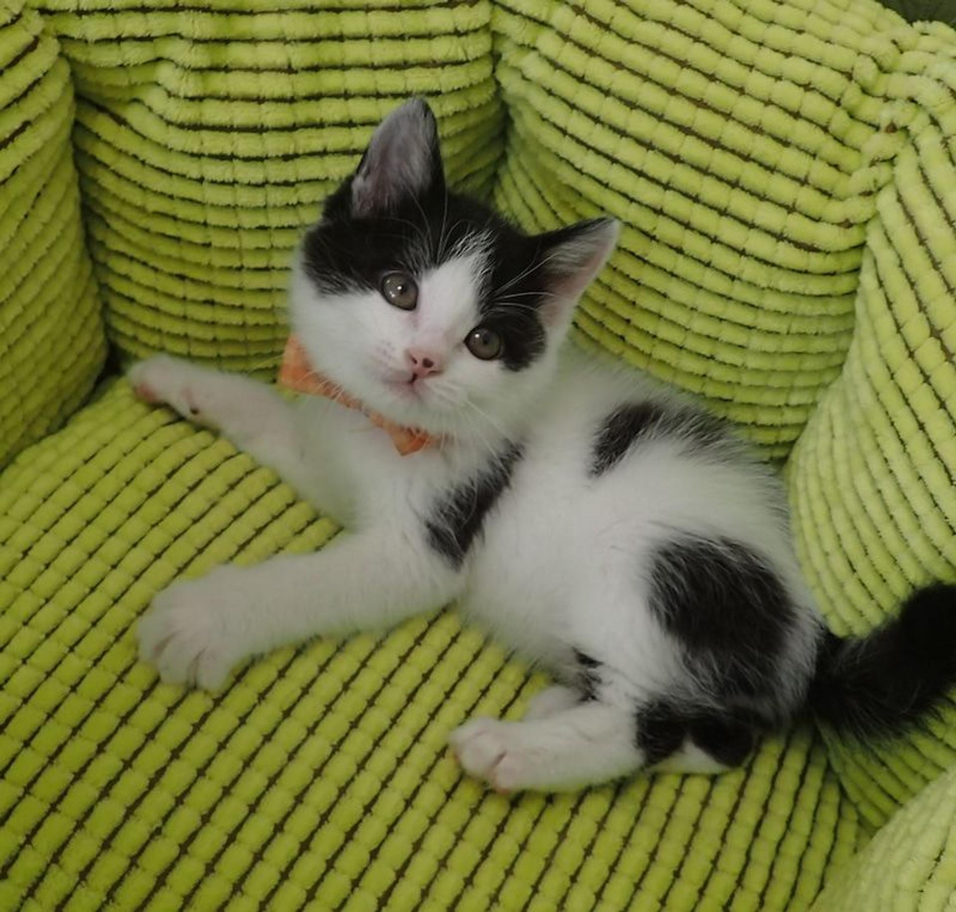 pet-image-2