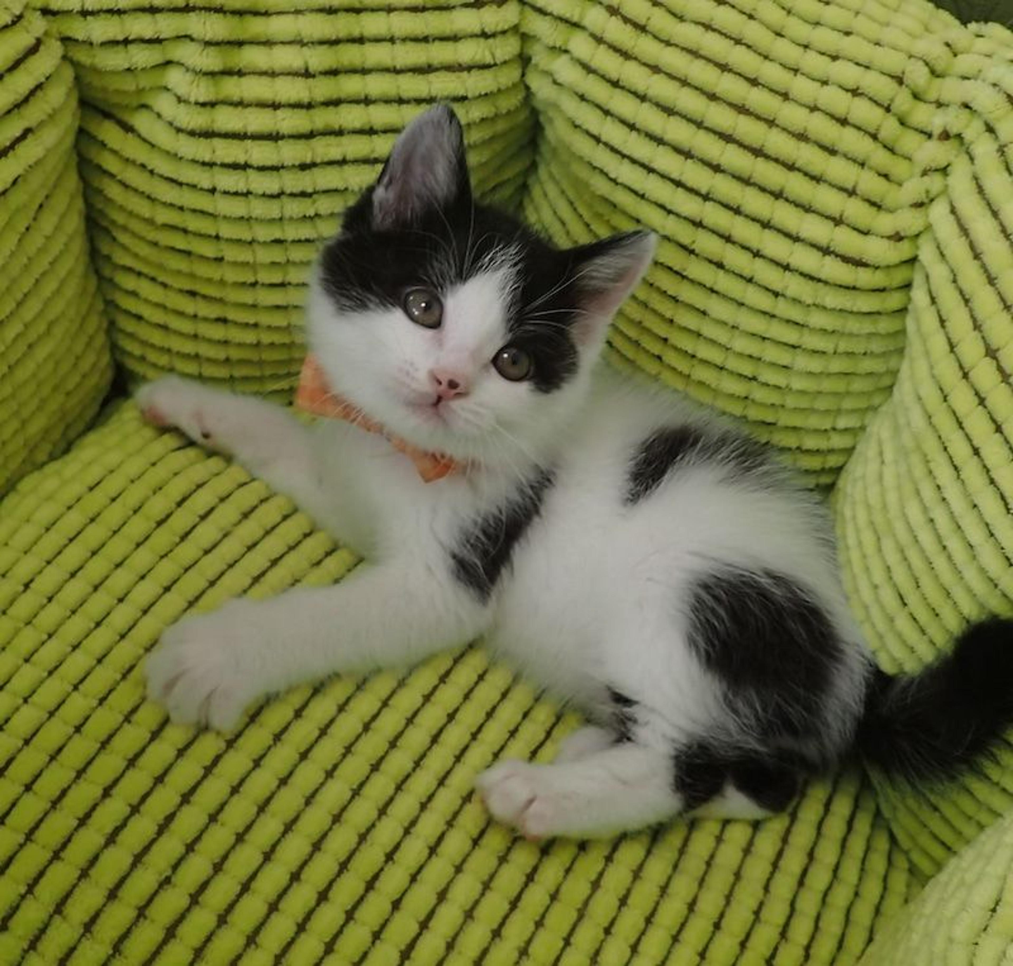 pet-image-2