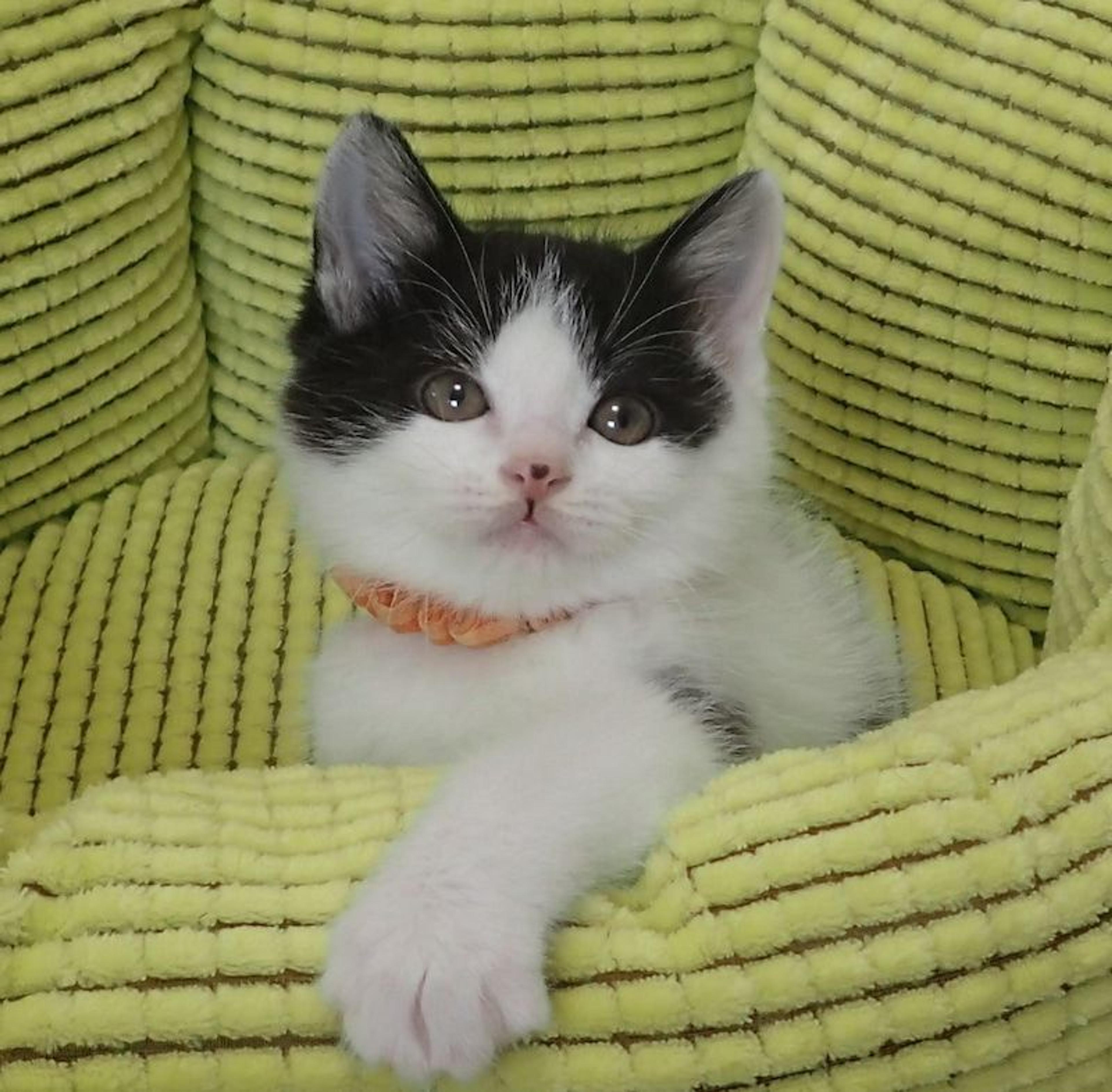 pet-image-3