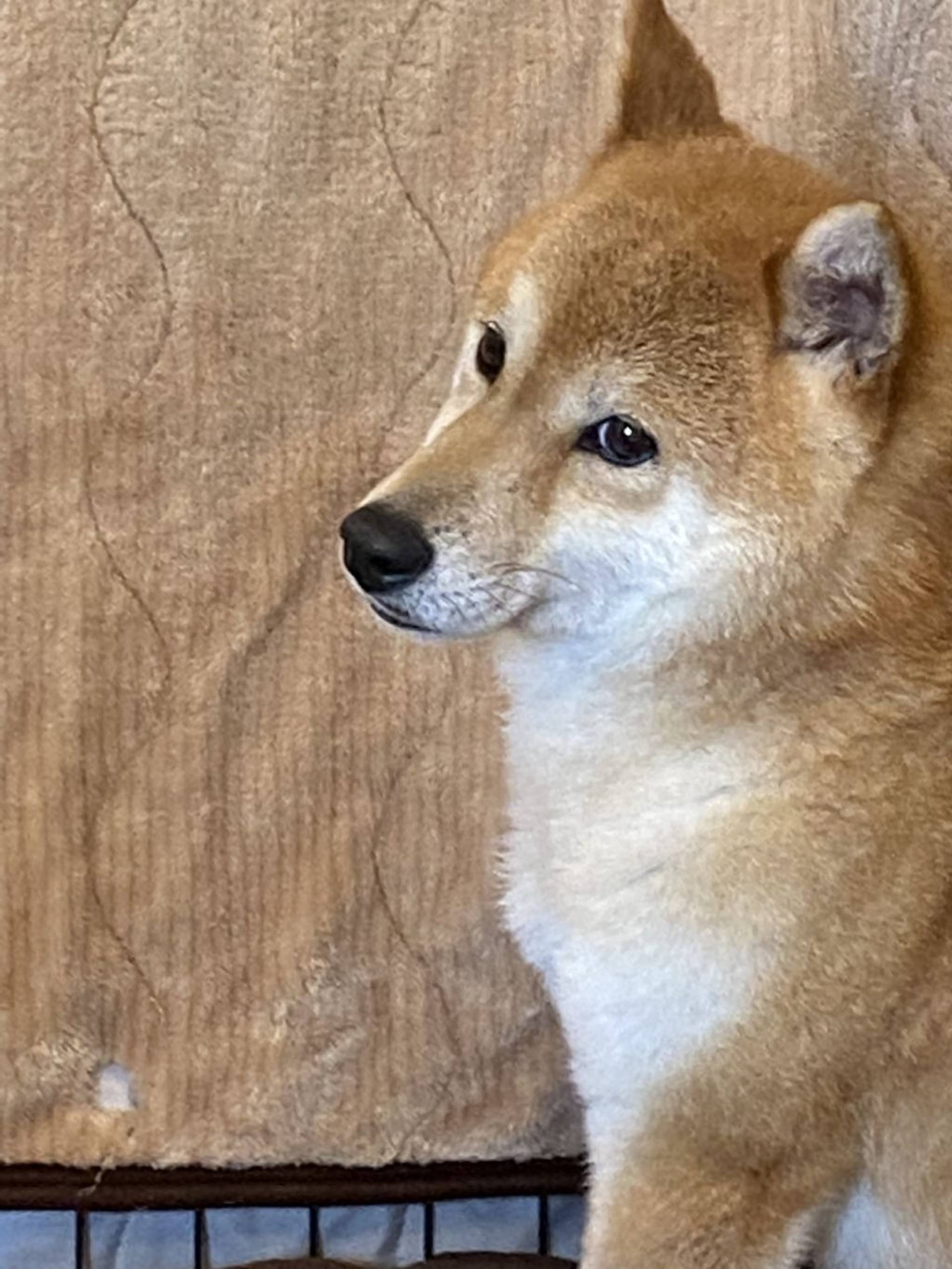 柴犬・メスの里親募集の写真