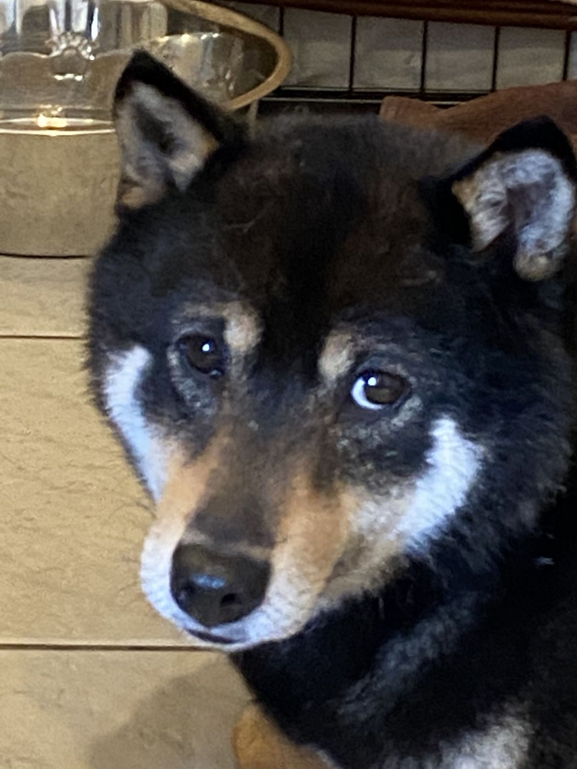 柴犬・メスの里親募集の写真