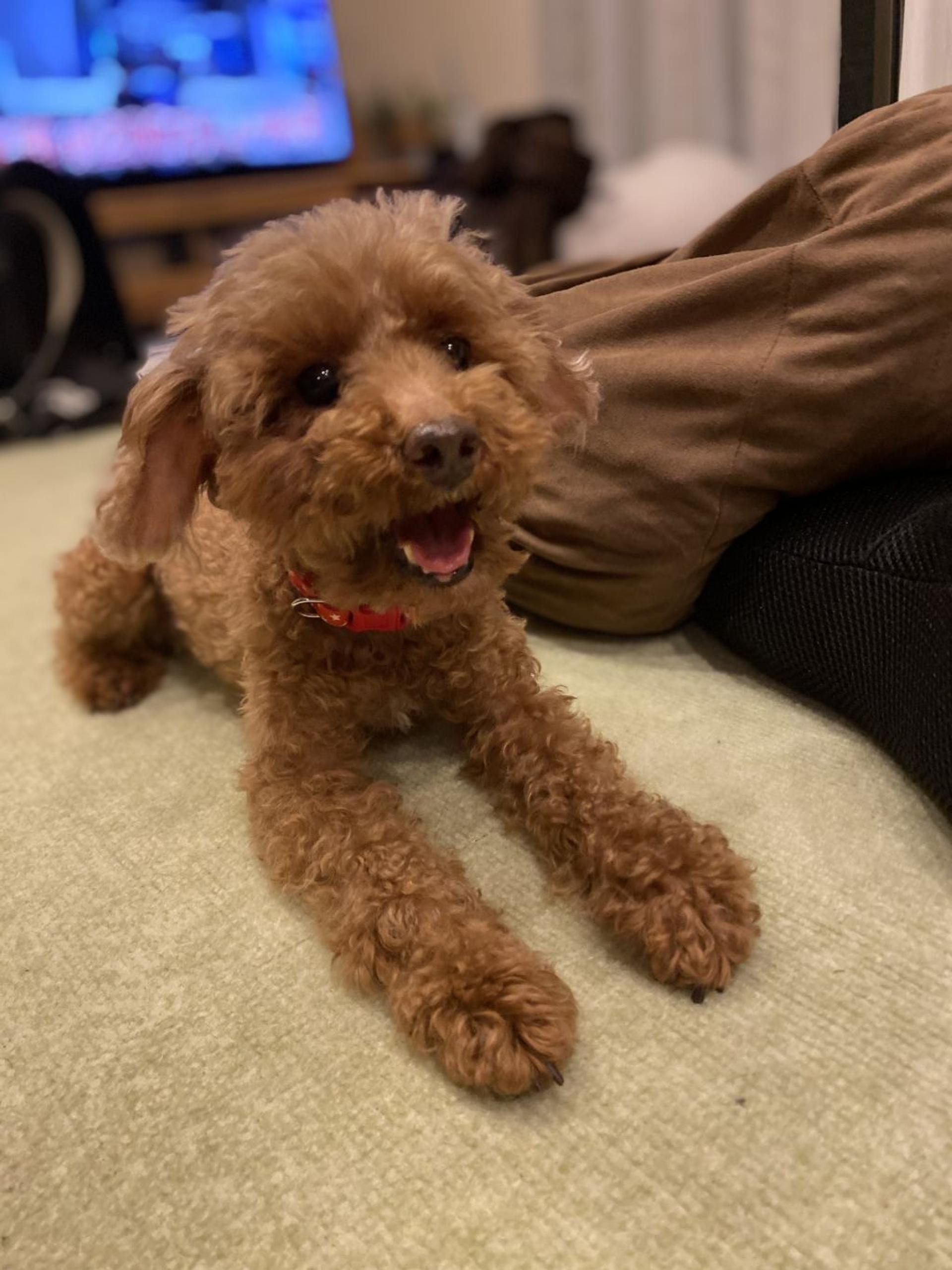 pet-image-3