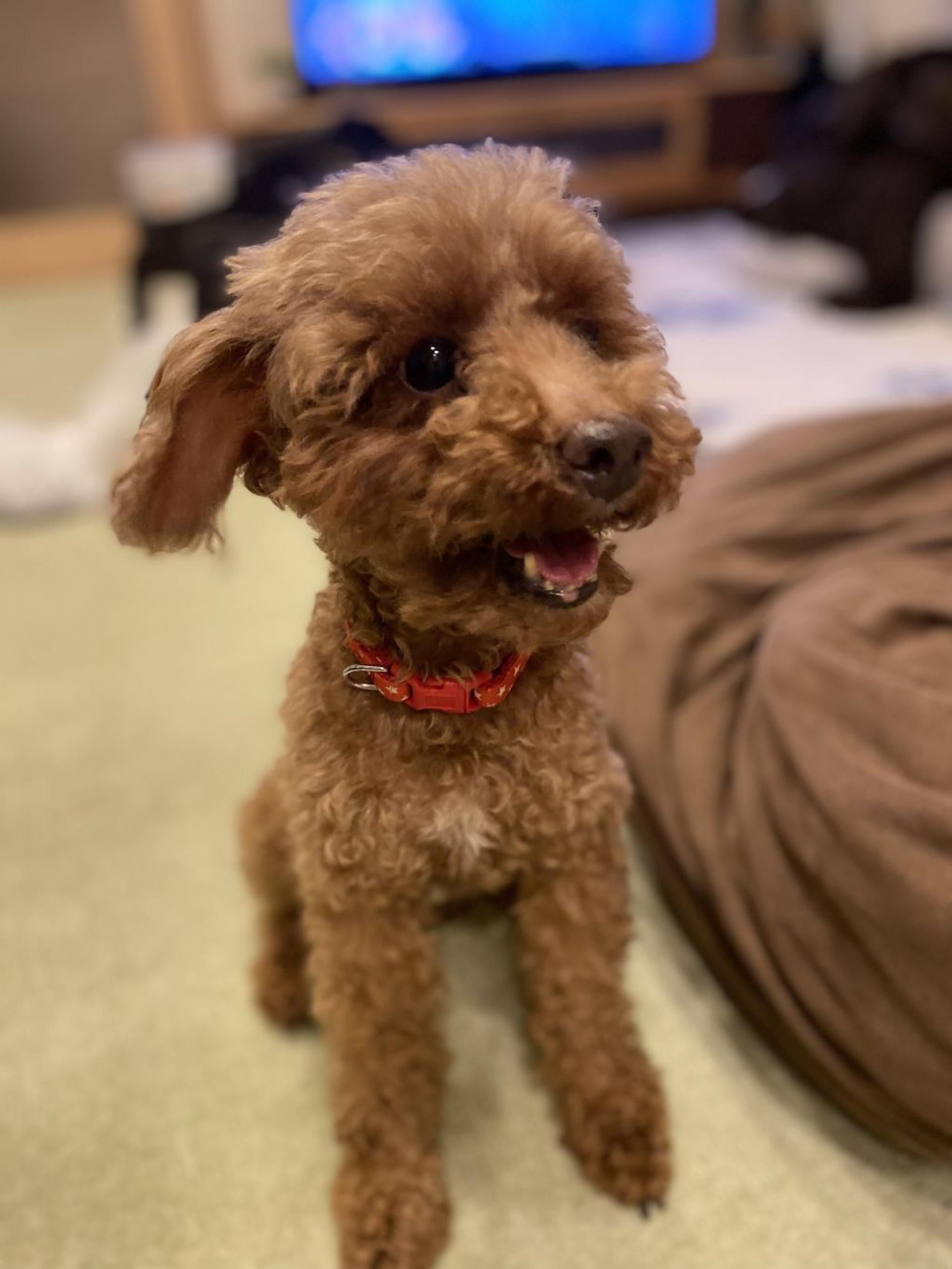 pet-image-5