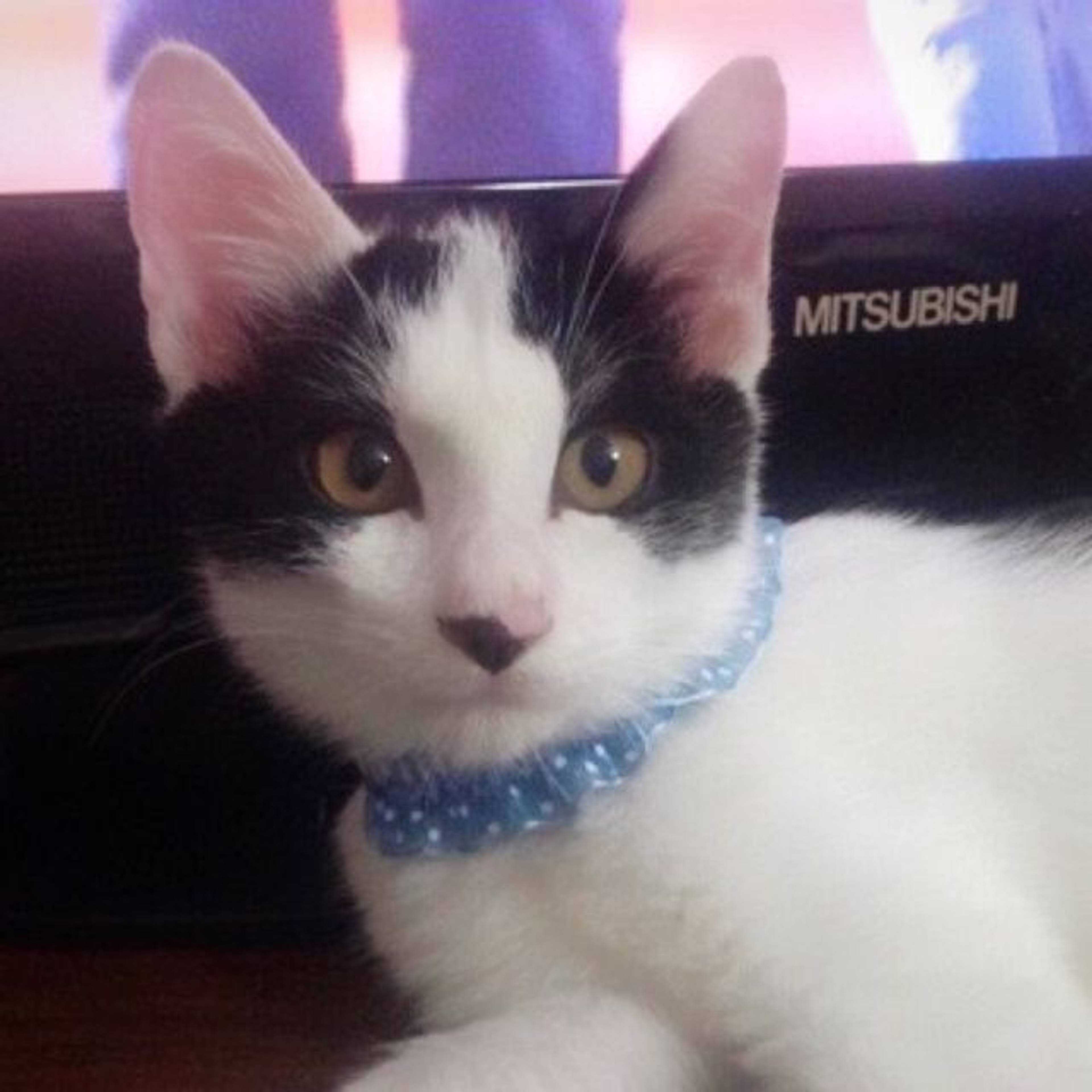 雑種（ミックス猫）・オスの里親募集の写真