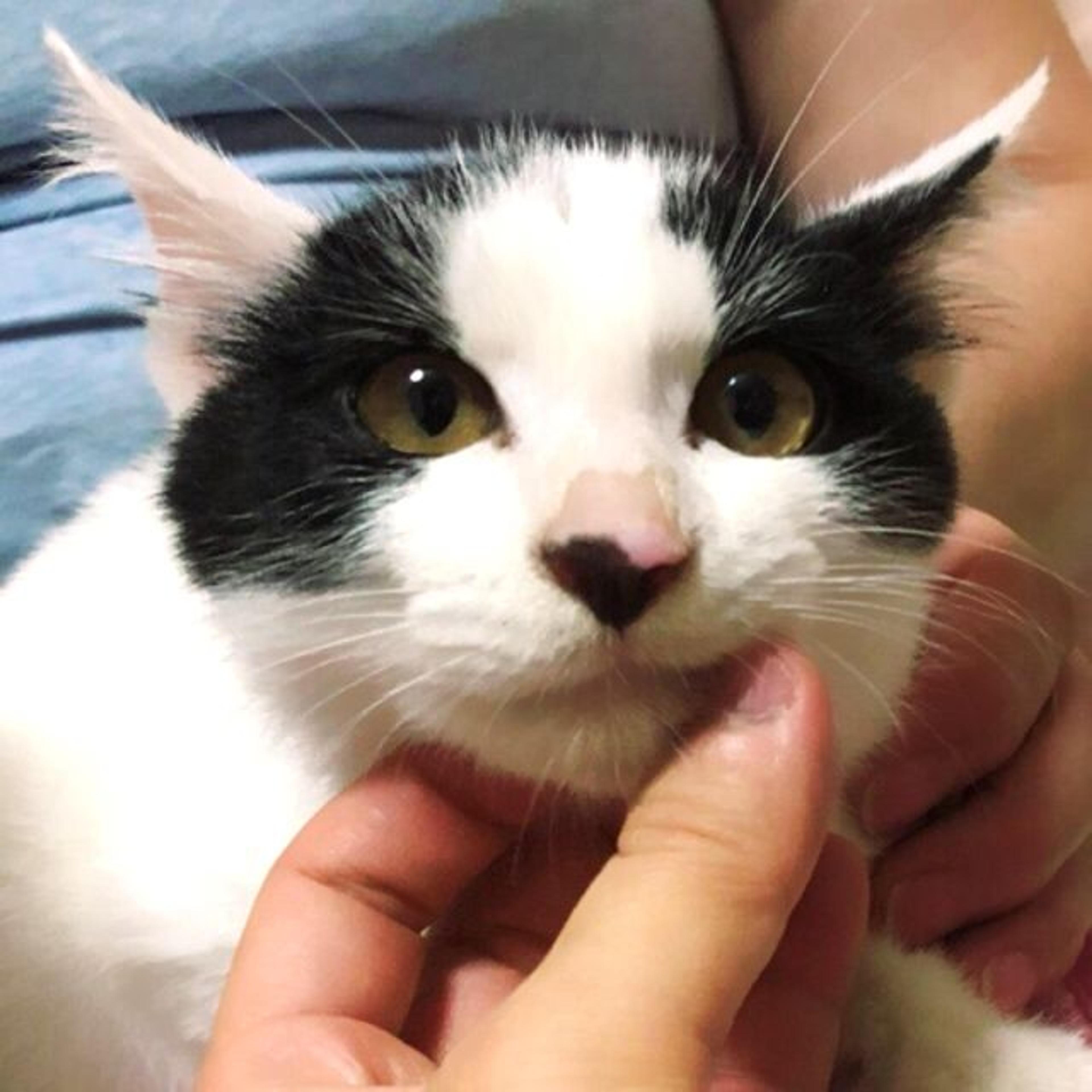pet-image-2