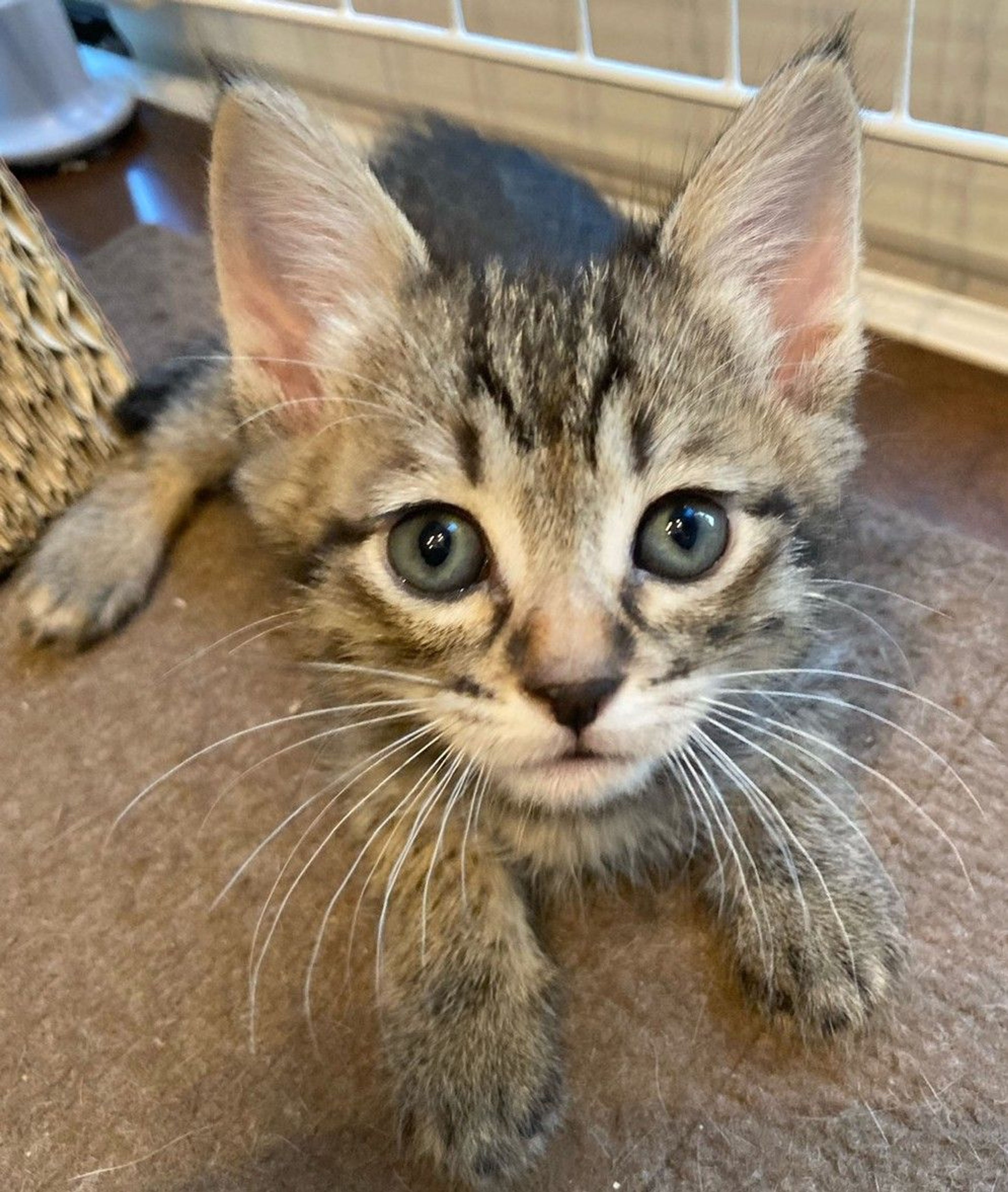 雑種（ミックス猫）・メスの里親募集の写真