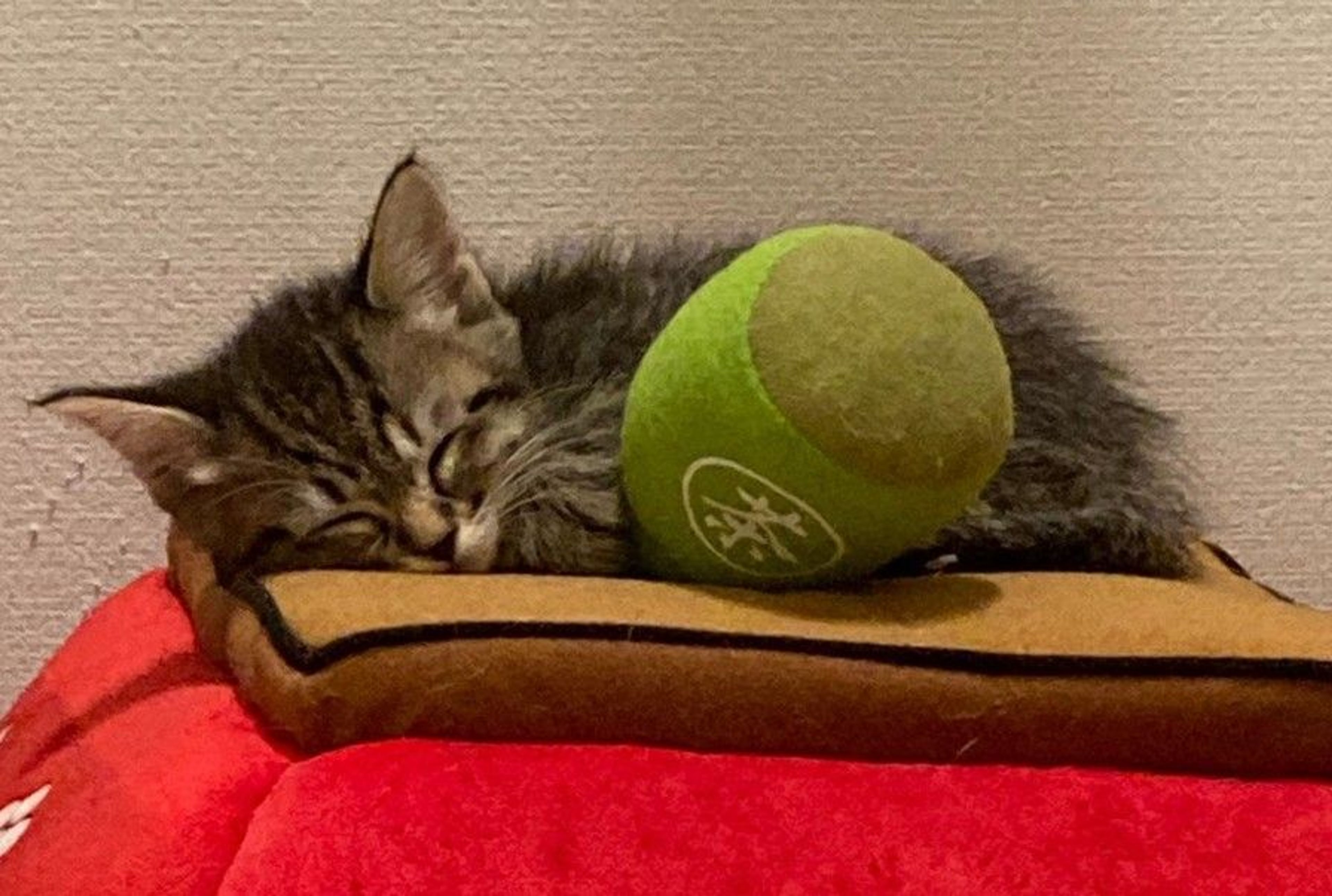 pet-image-5
