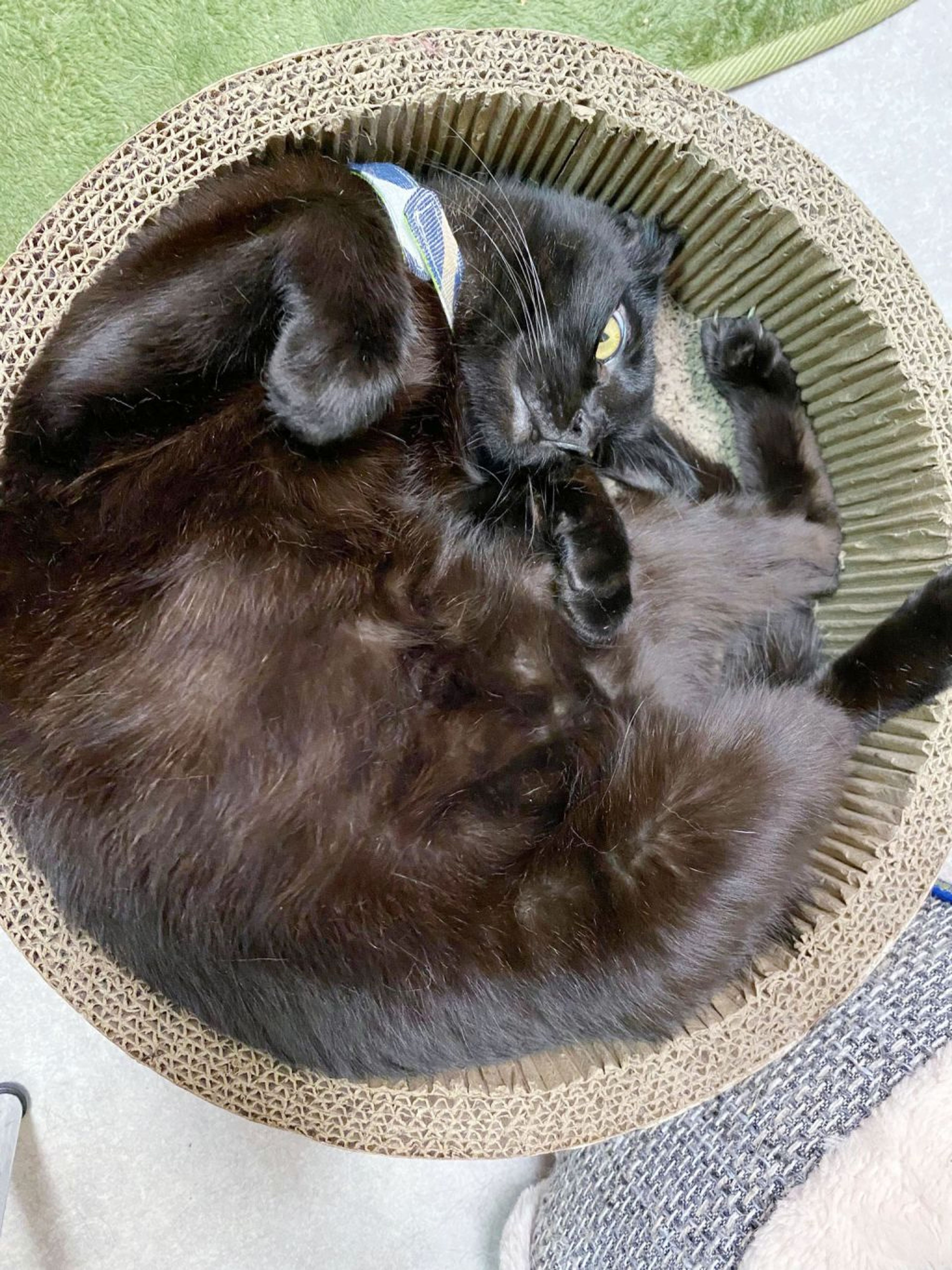 pet-image-2