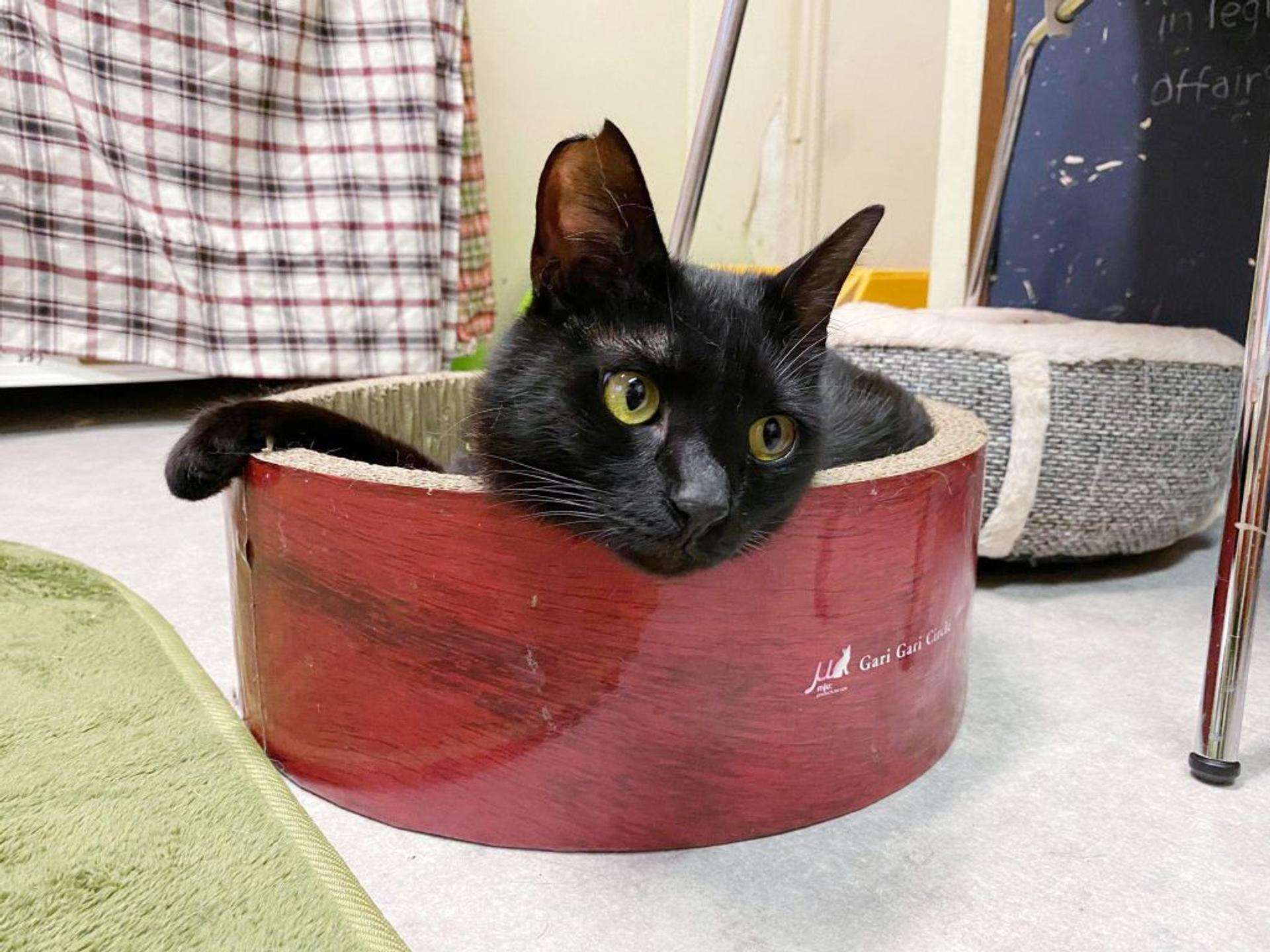 pet-image-3
