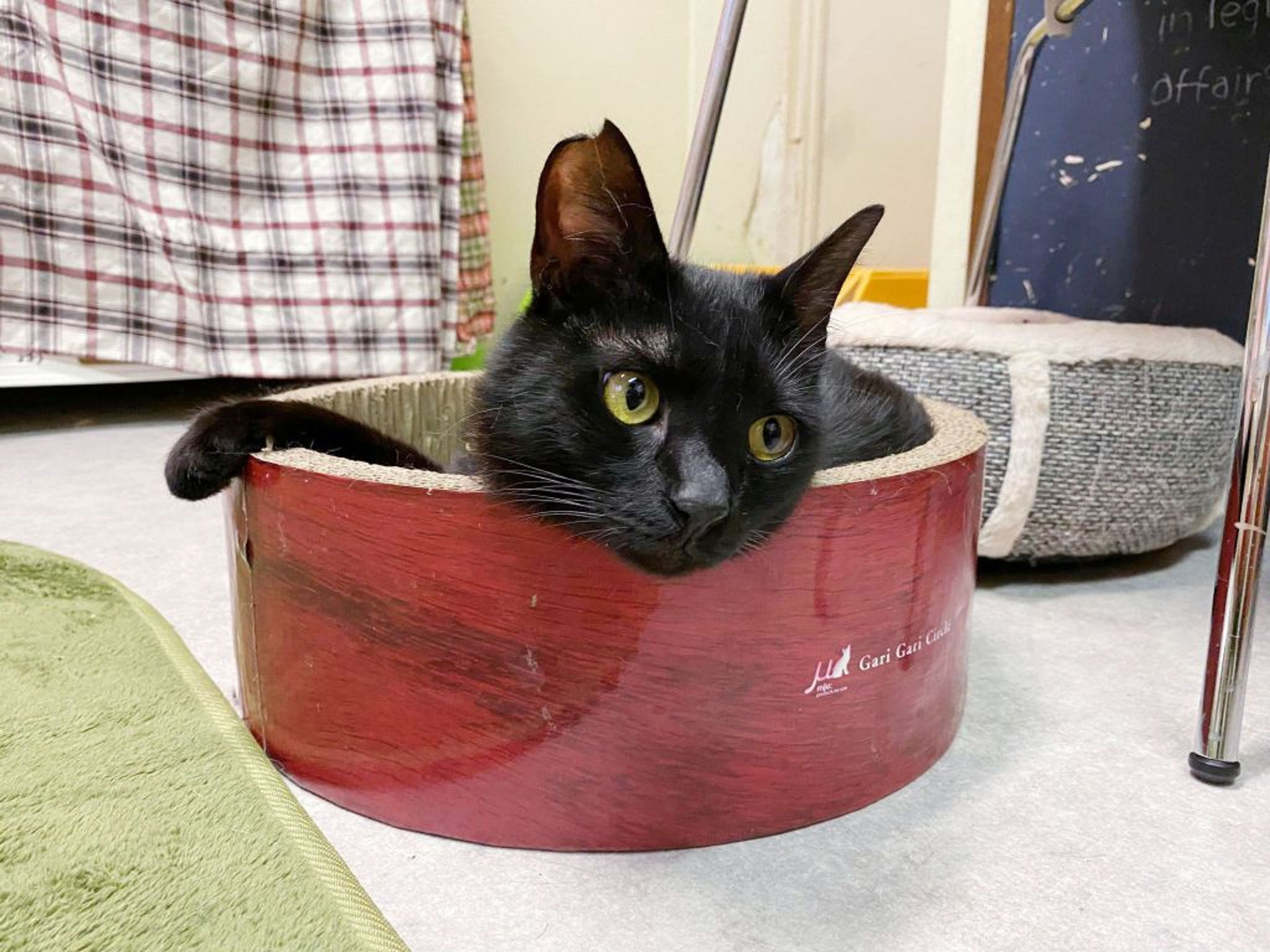 pet-image-3