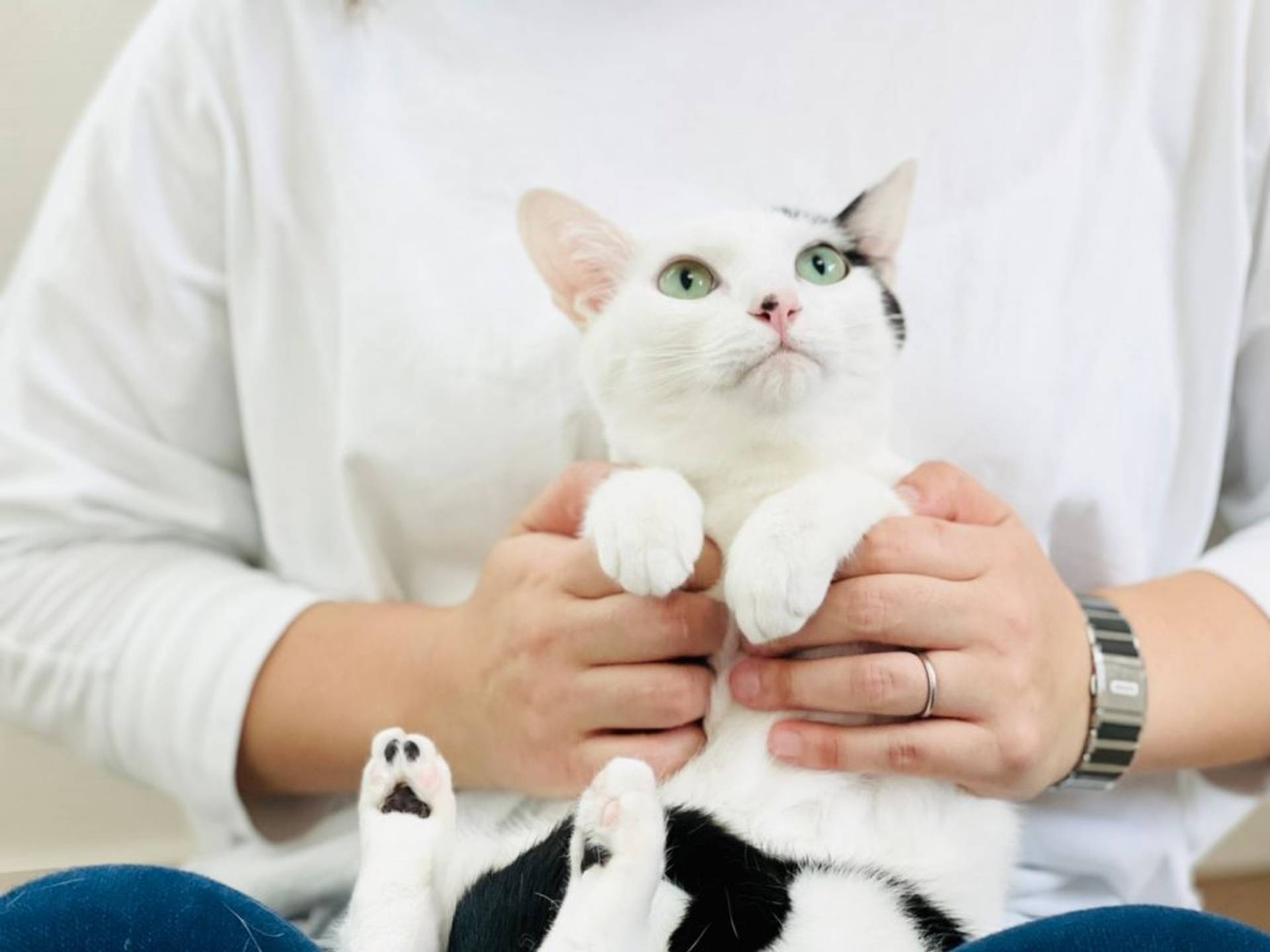 雑種（ミックス猫）・メスの里親募集の写真