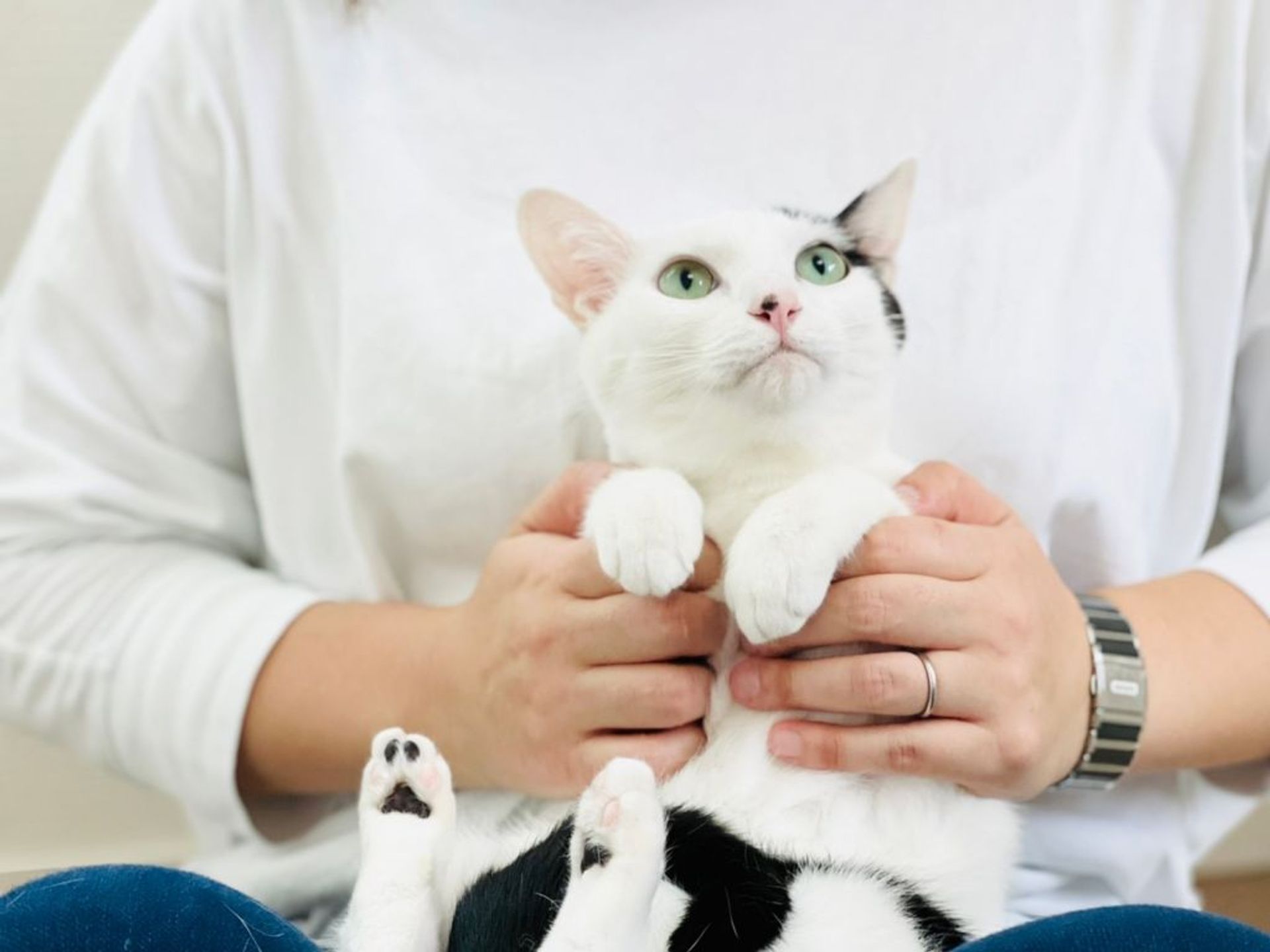 雑種（ミックス猫）・メスの里親募集の写真