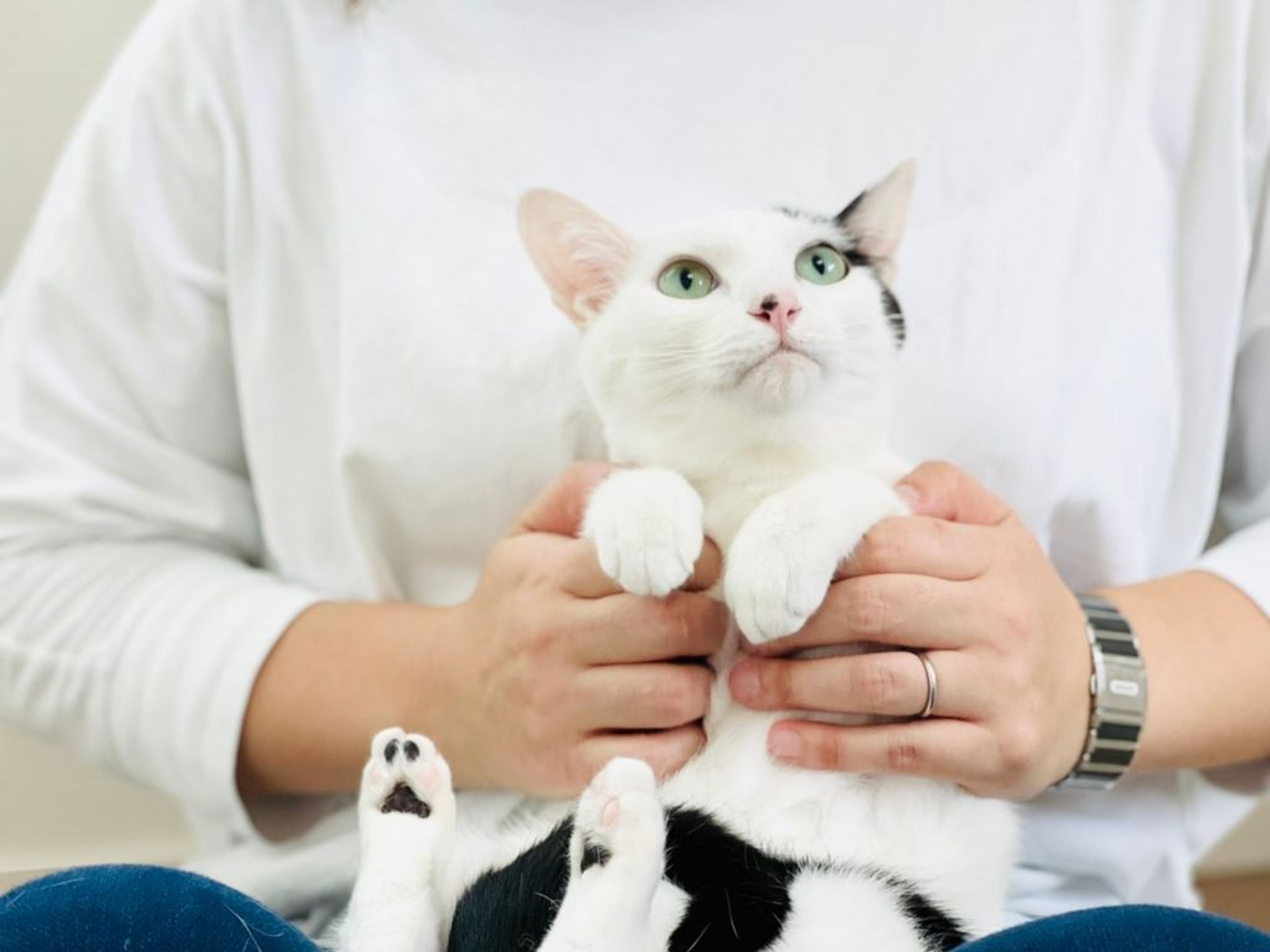 雑種（ミックス猫）・メスの里親募集の写真