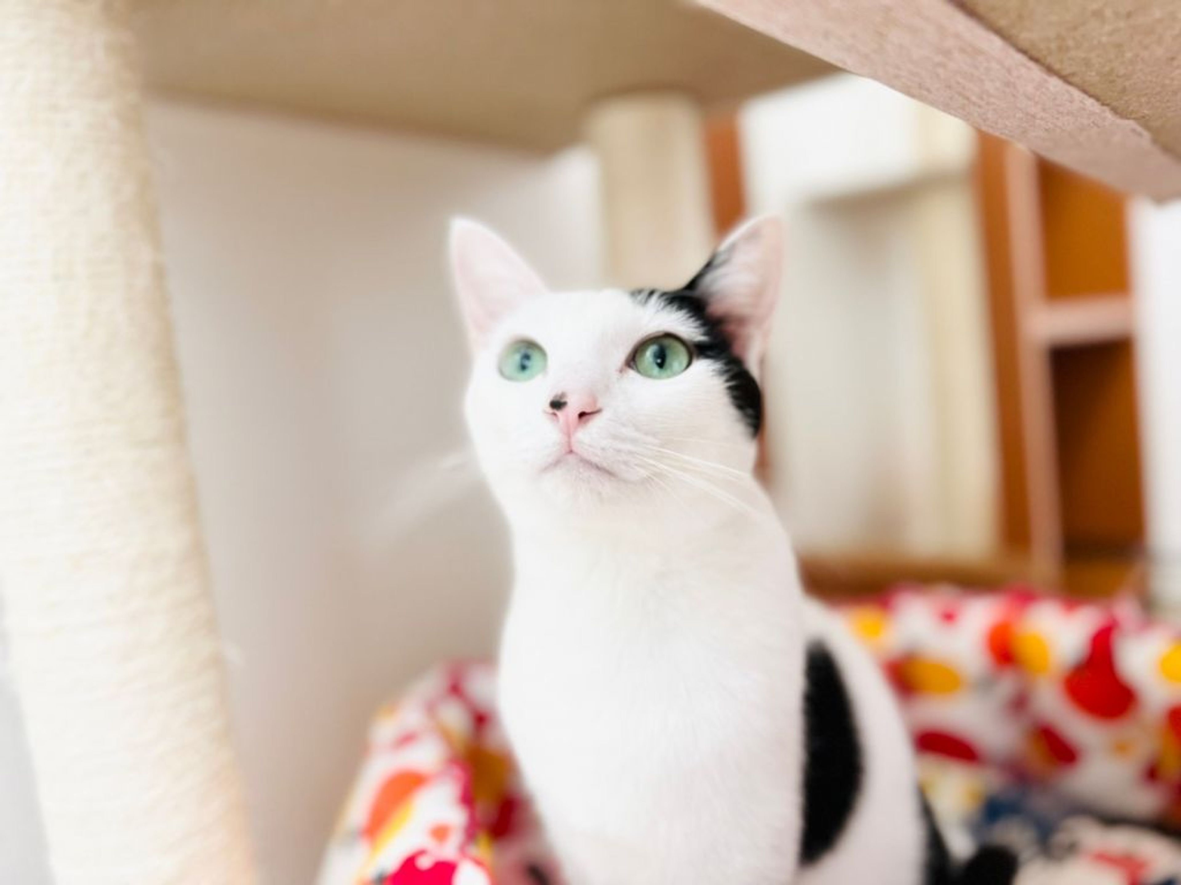 pet-image-2