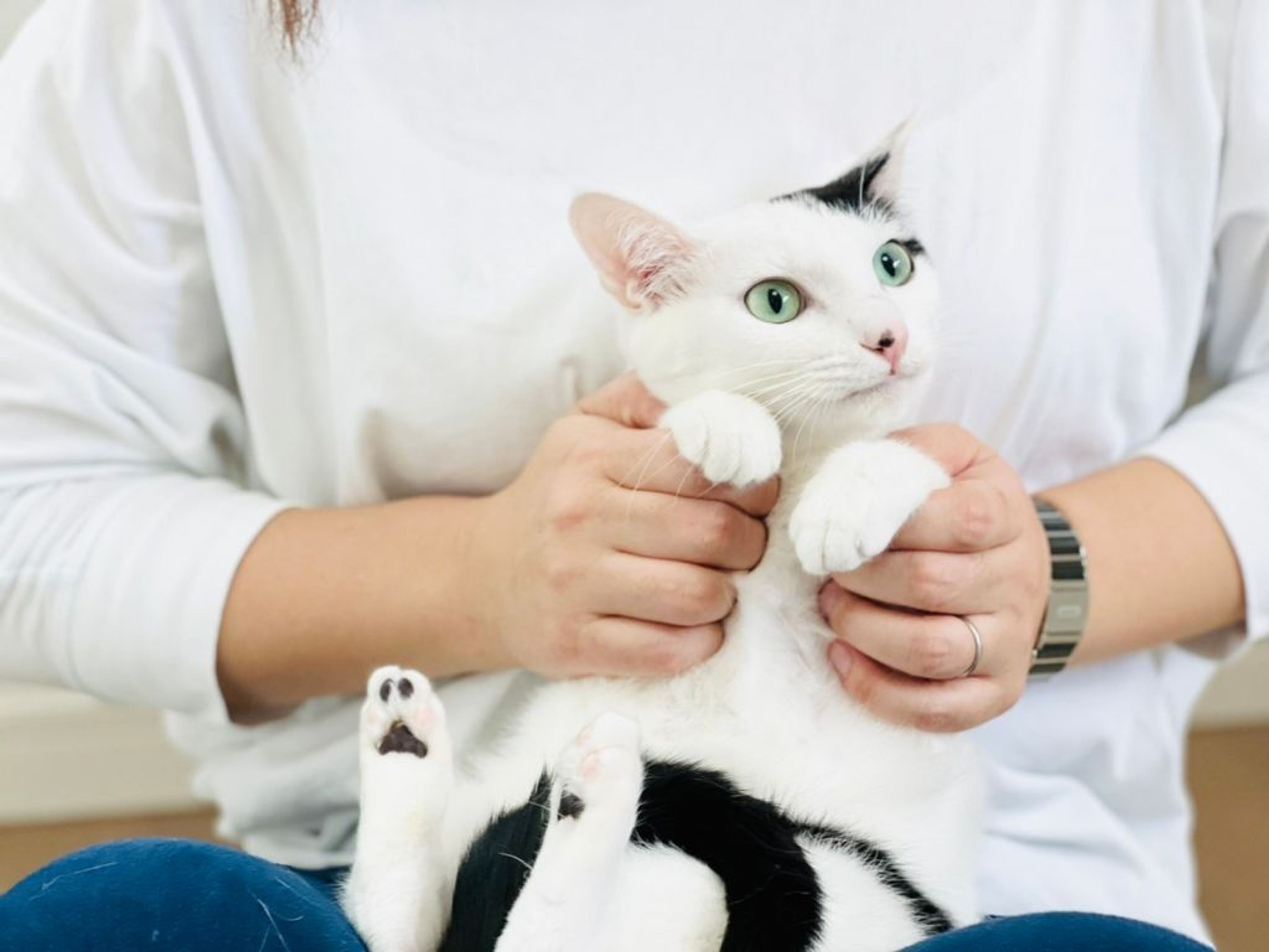 pet-image-3