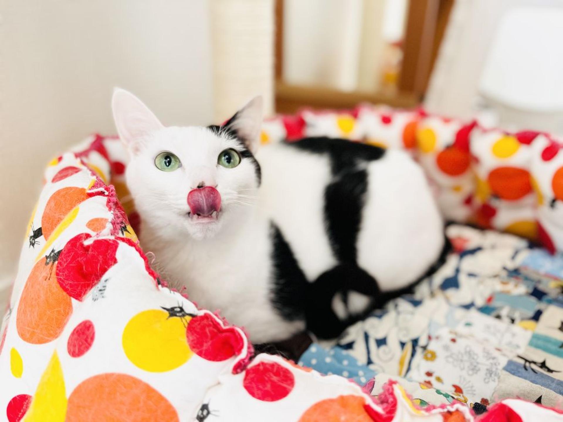 pet-image-4