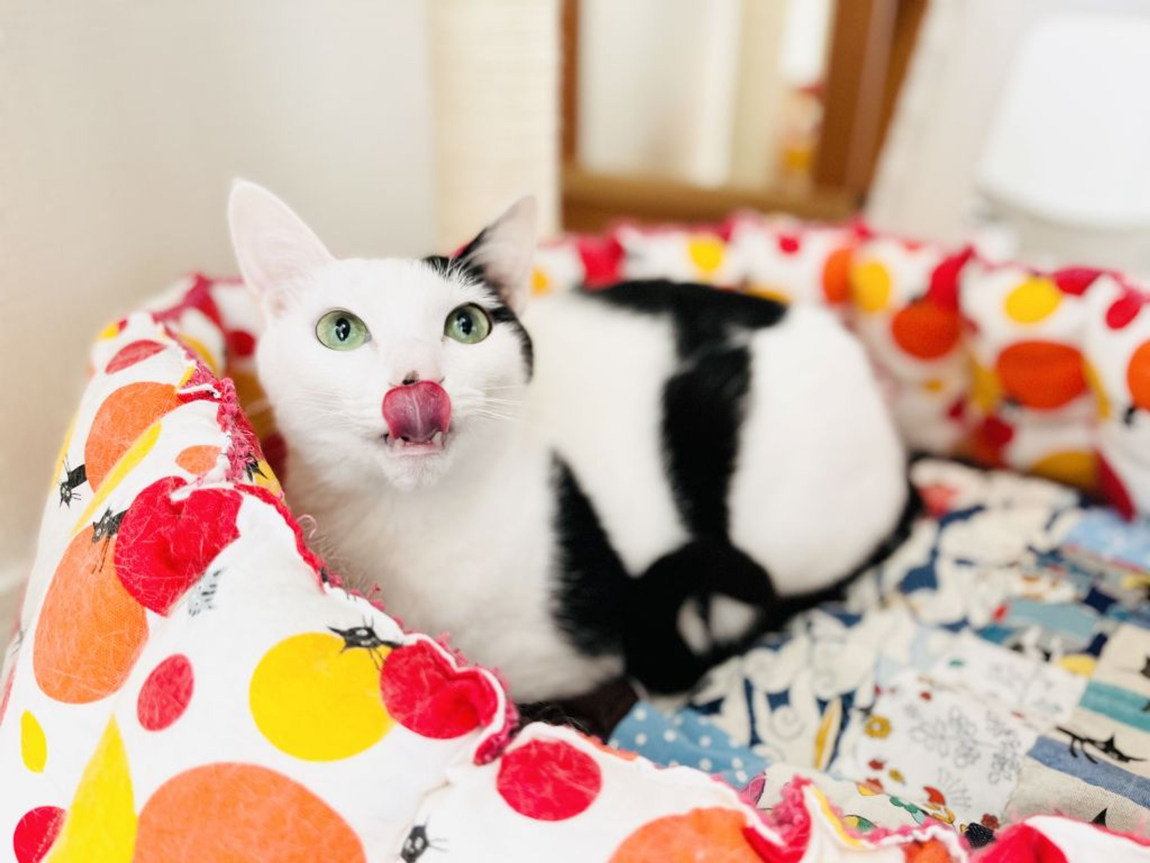 pet-image-4