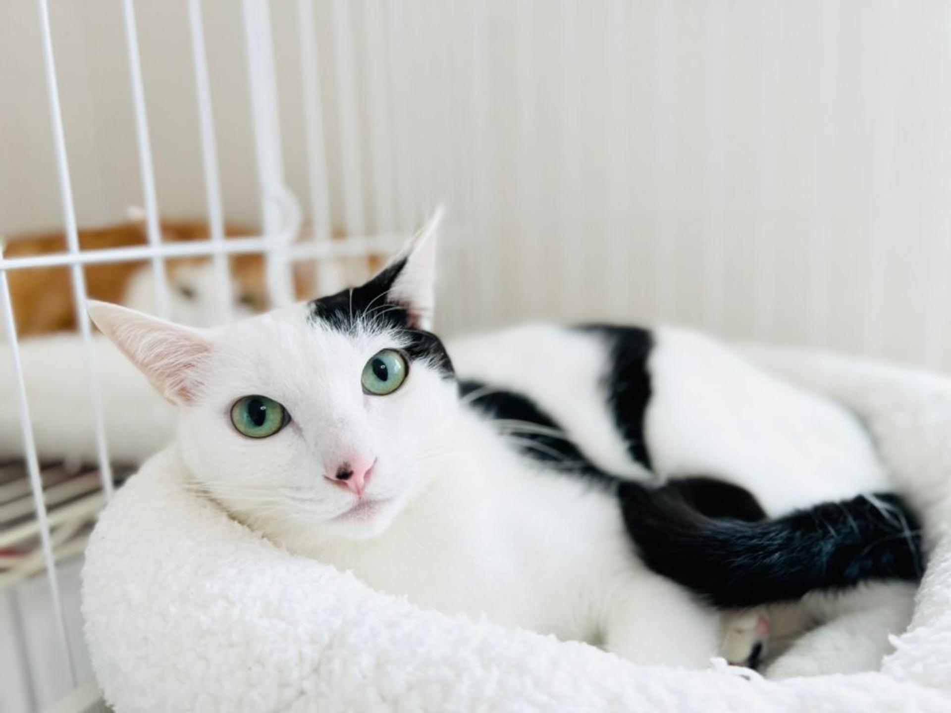 pet-image-5