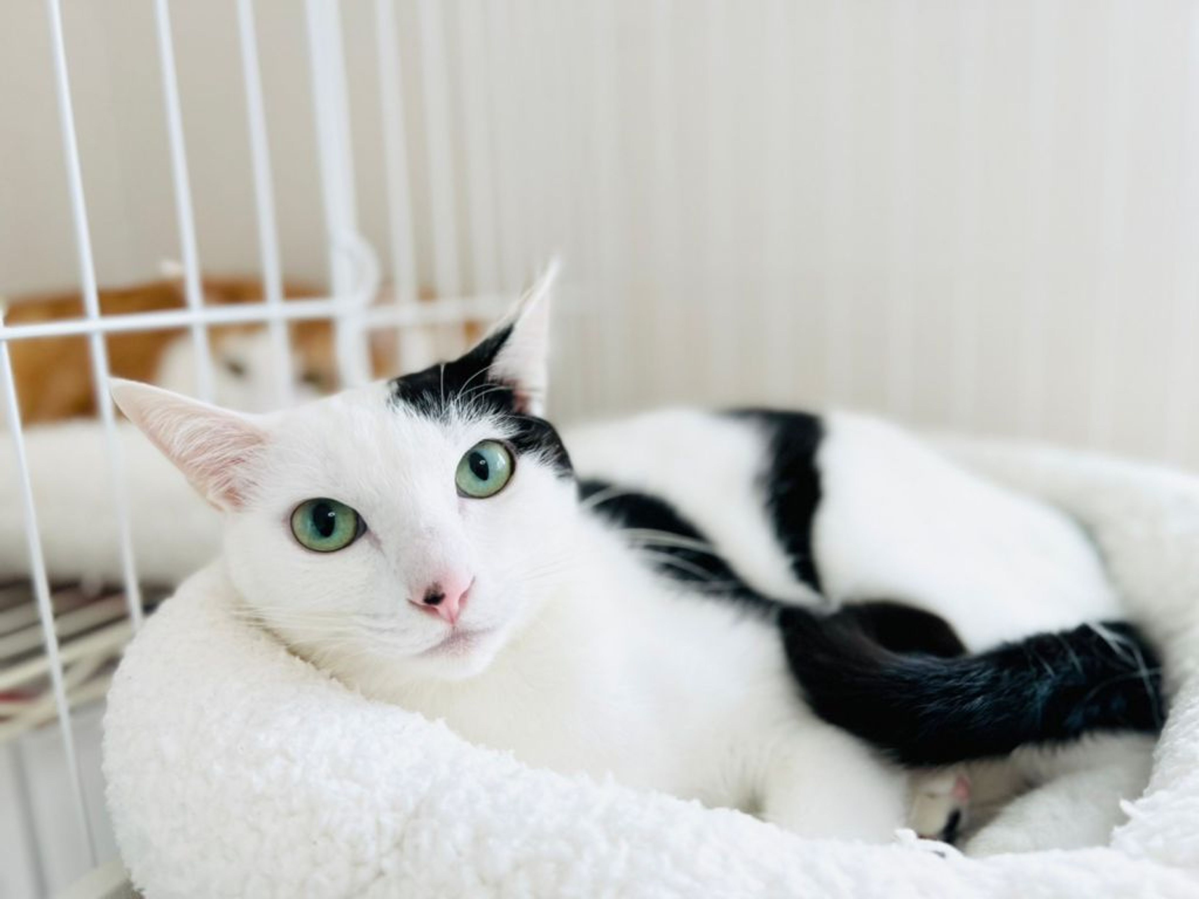 pet-image-5