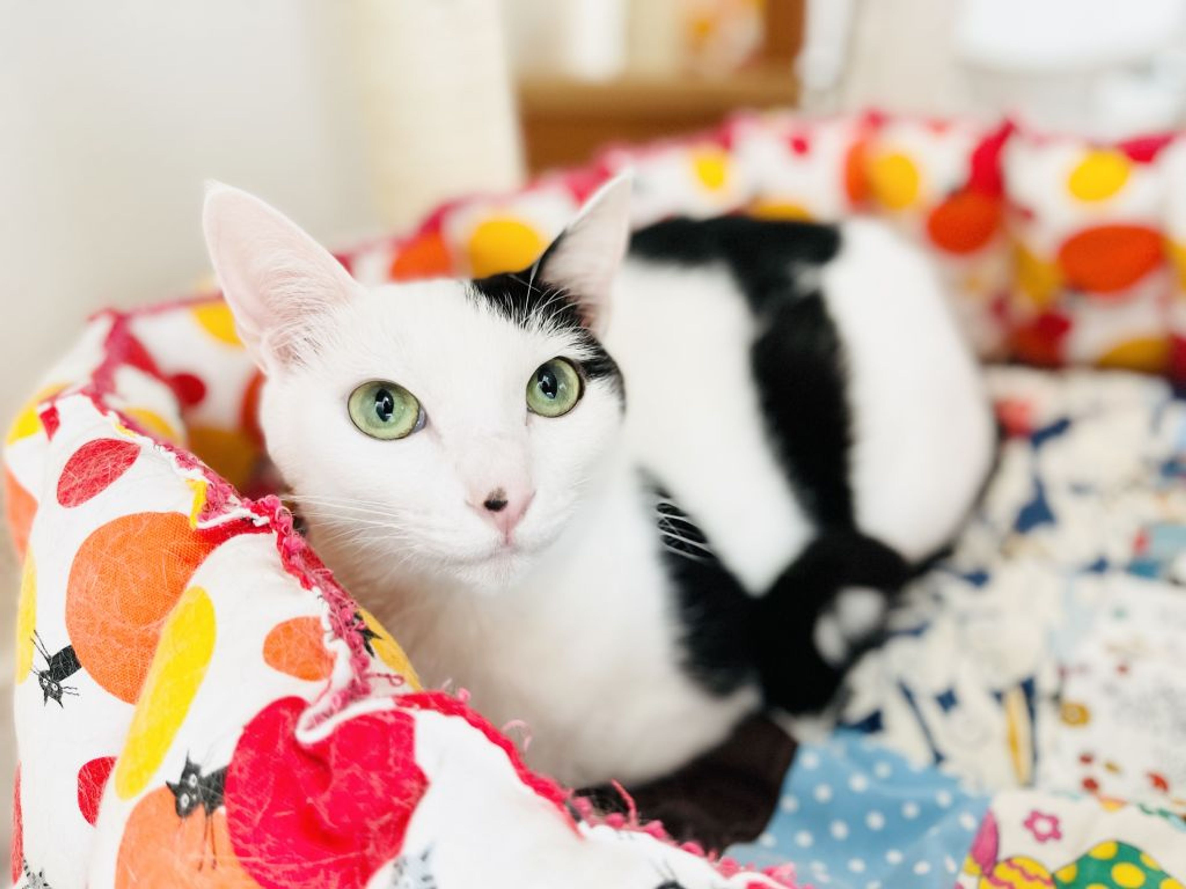 pet-image-6