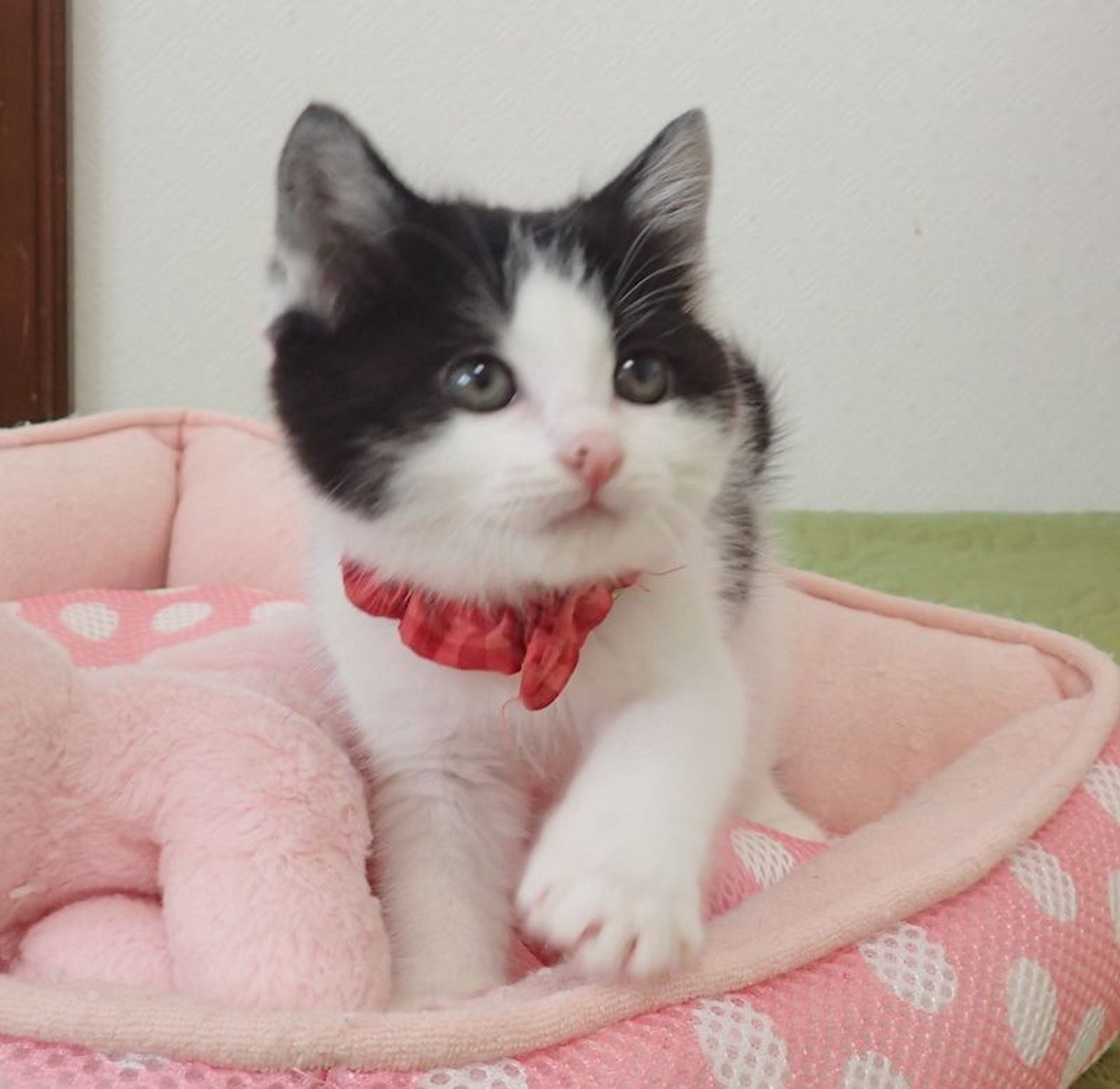 雑種（ミックス猫）・メスの里親募集の写真