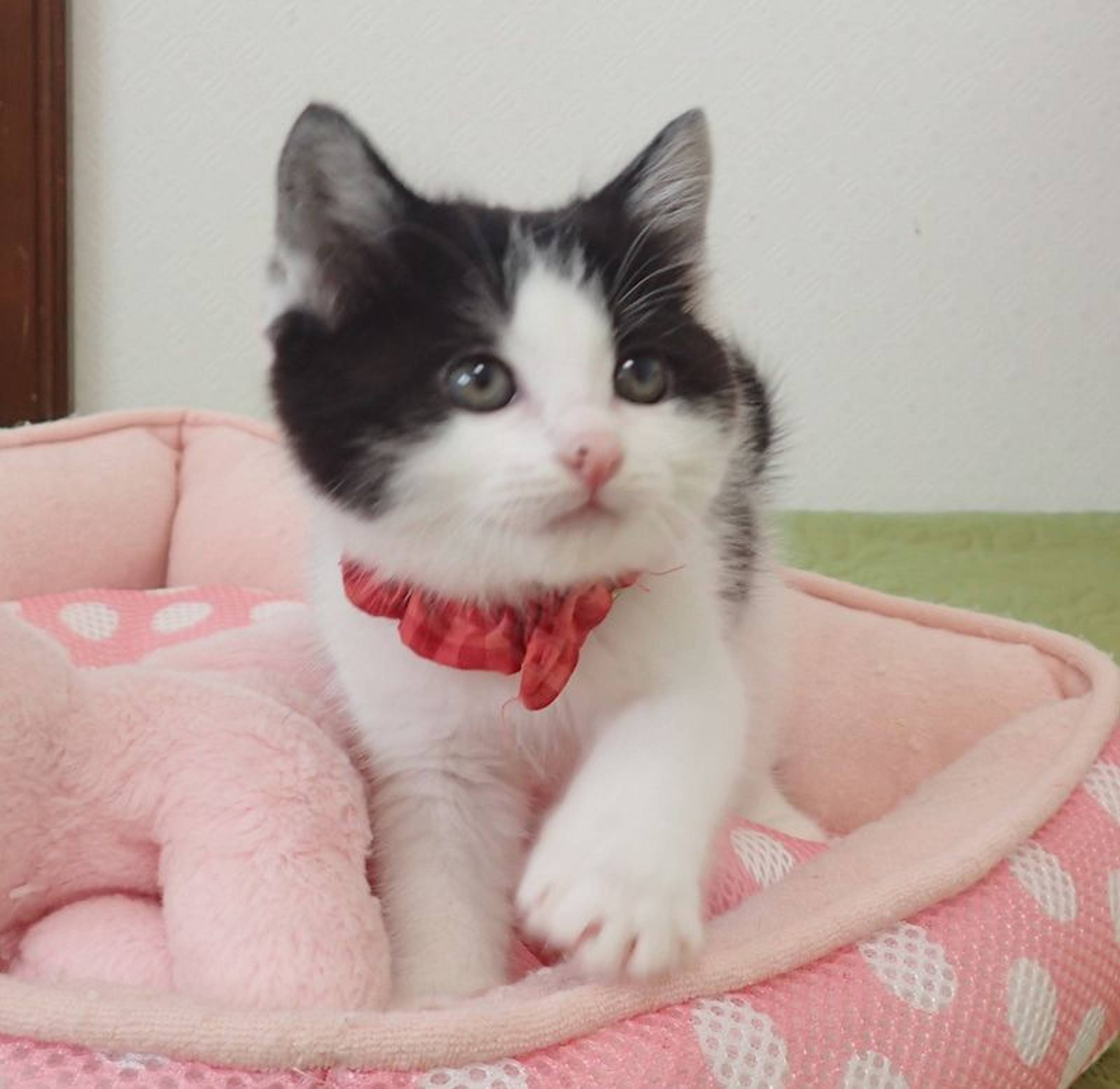 雑種（ミックス猫）・メスの里親募集の写真