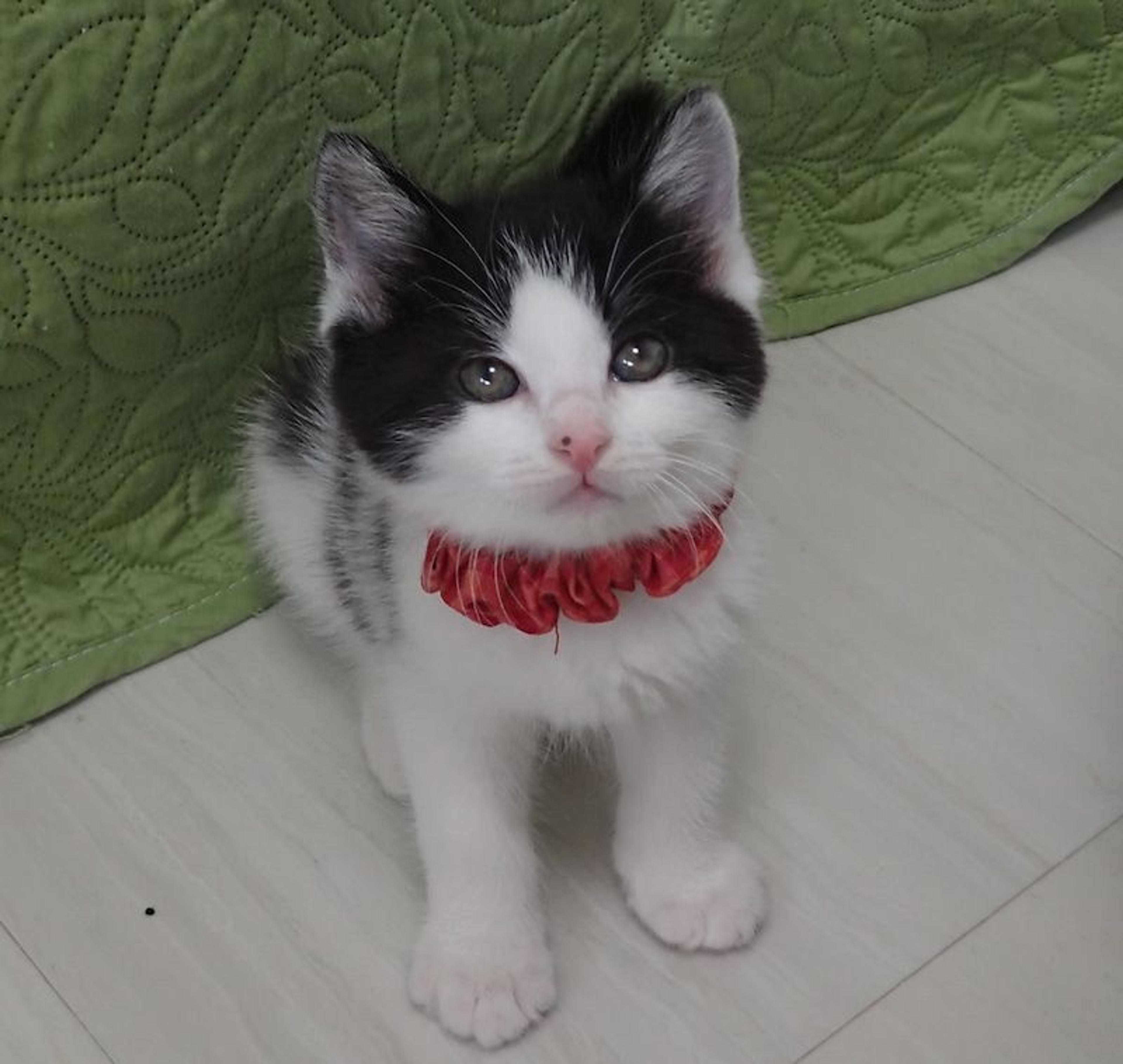 pet-image-2