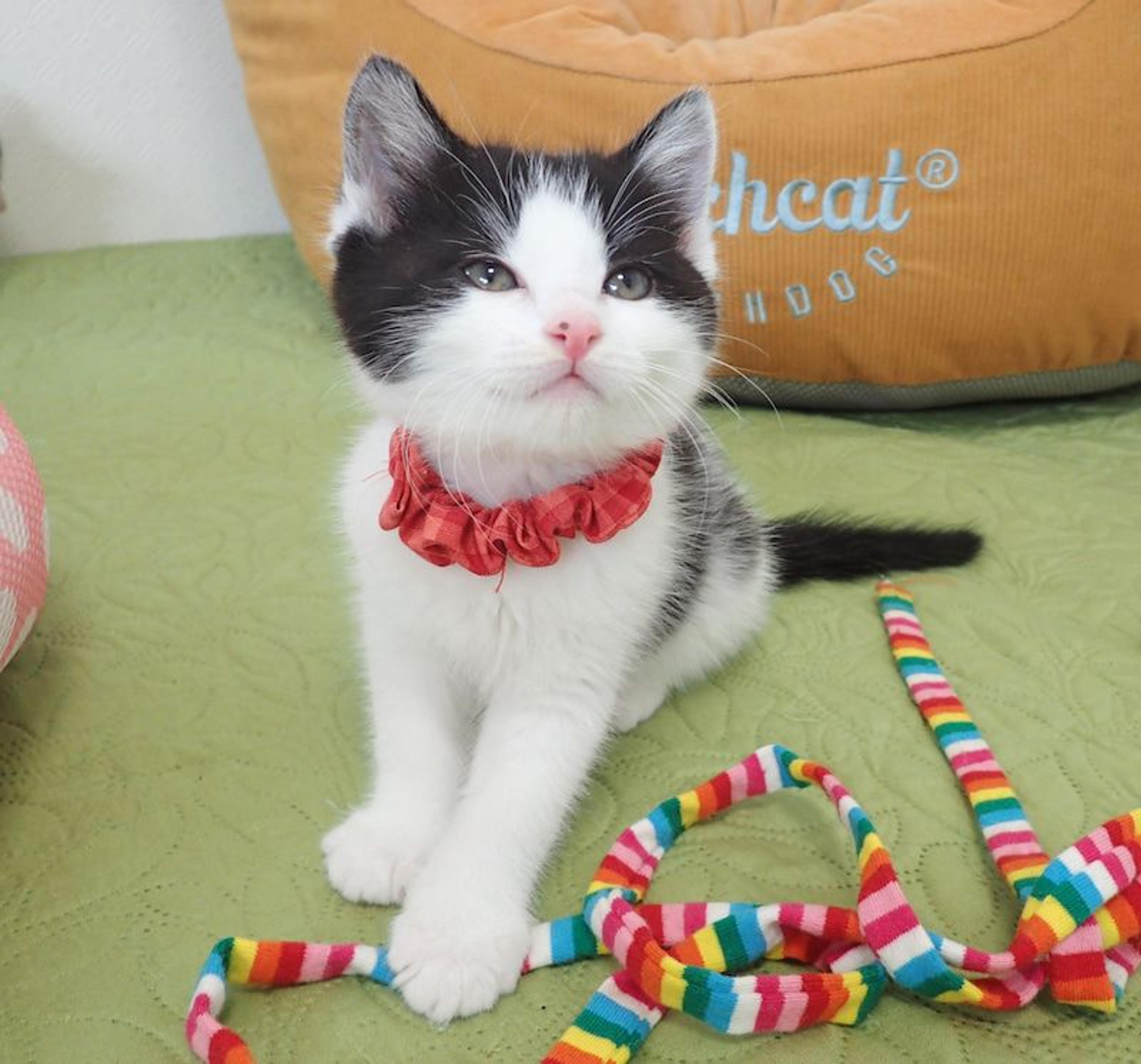 pet-image-3