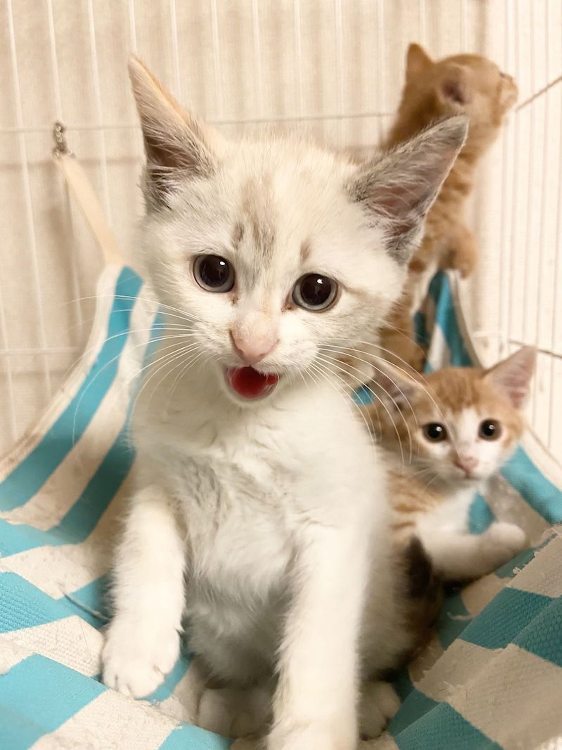 雑種（ミックス猫）・オスの里親募集の写真