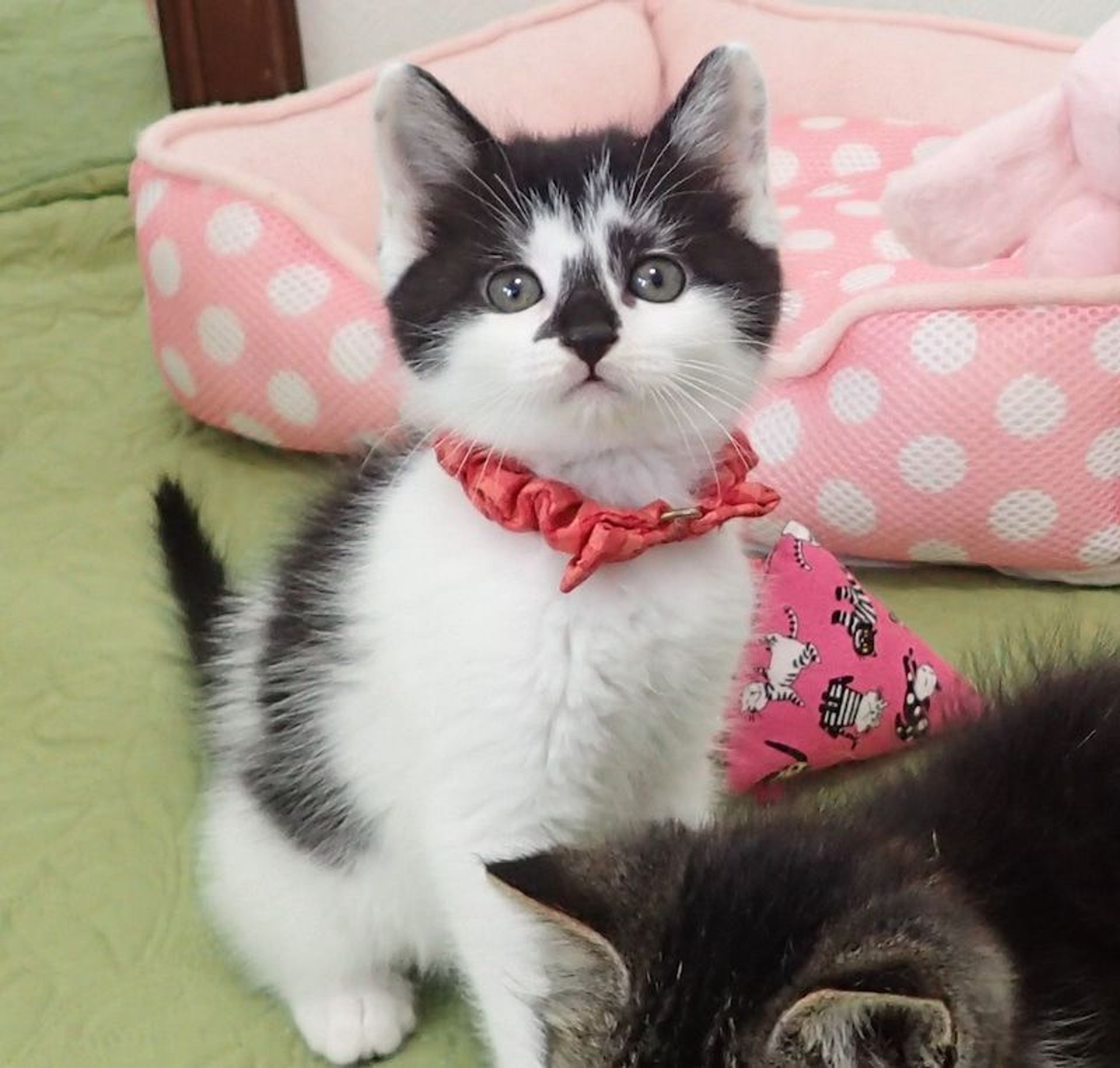 雑種（ミックス猫）・メスの里親募集の写真