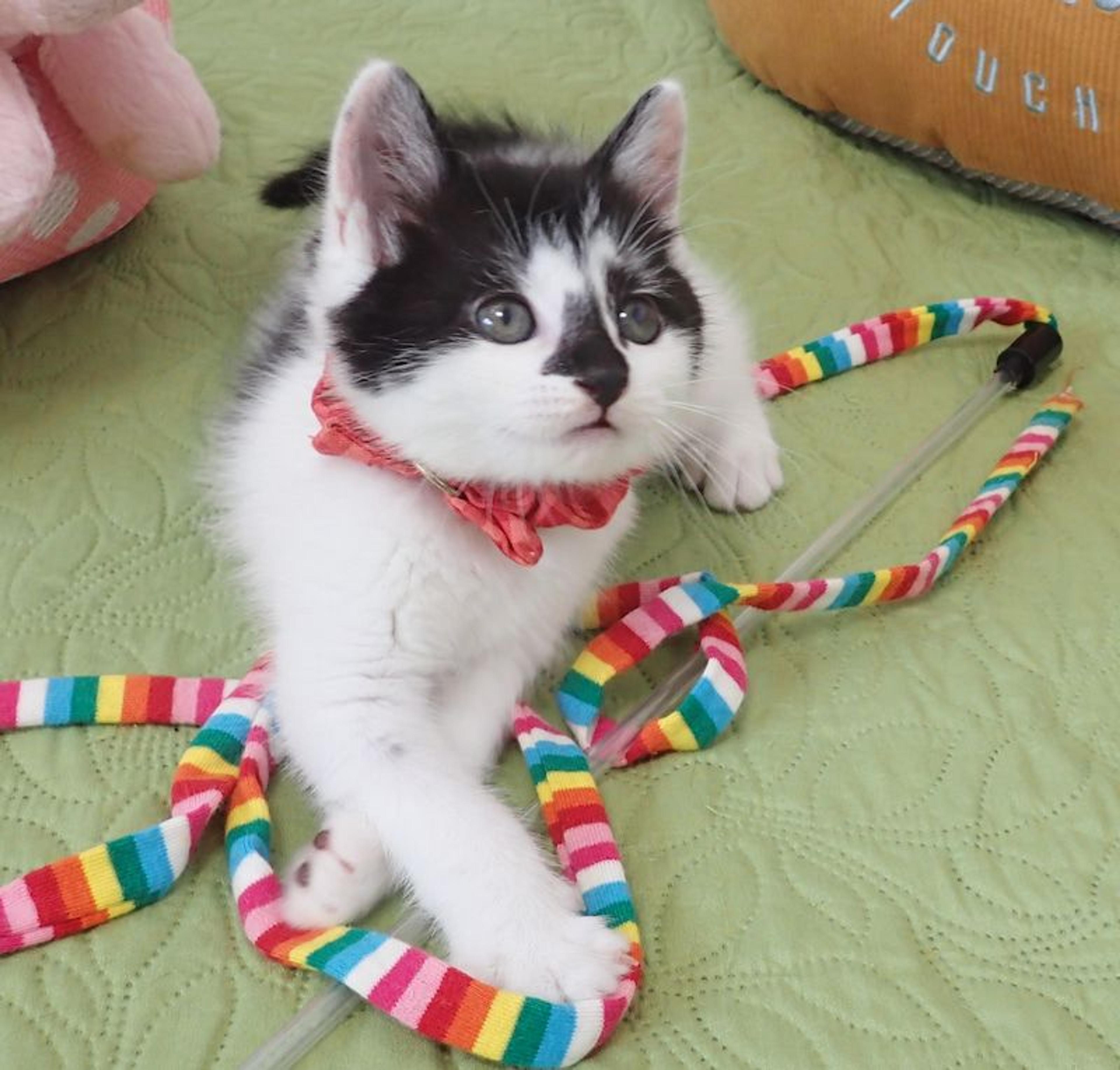 pet-image-3