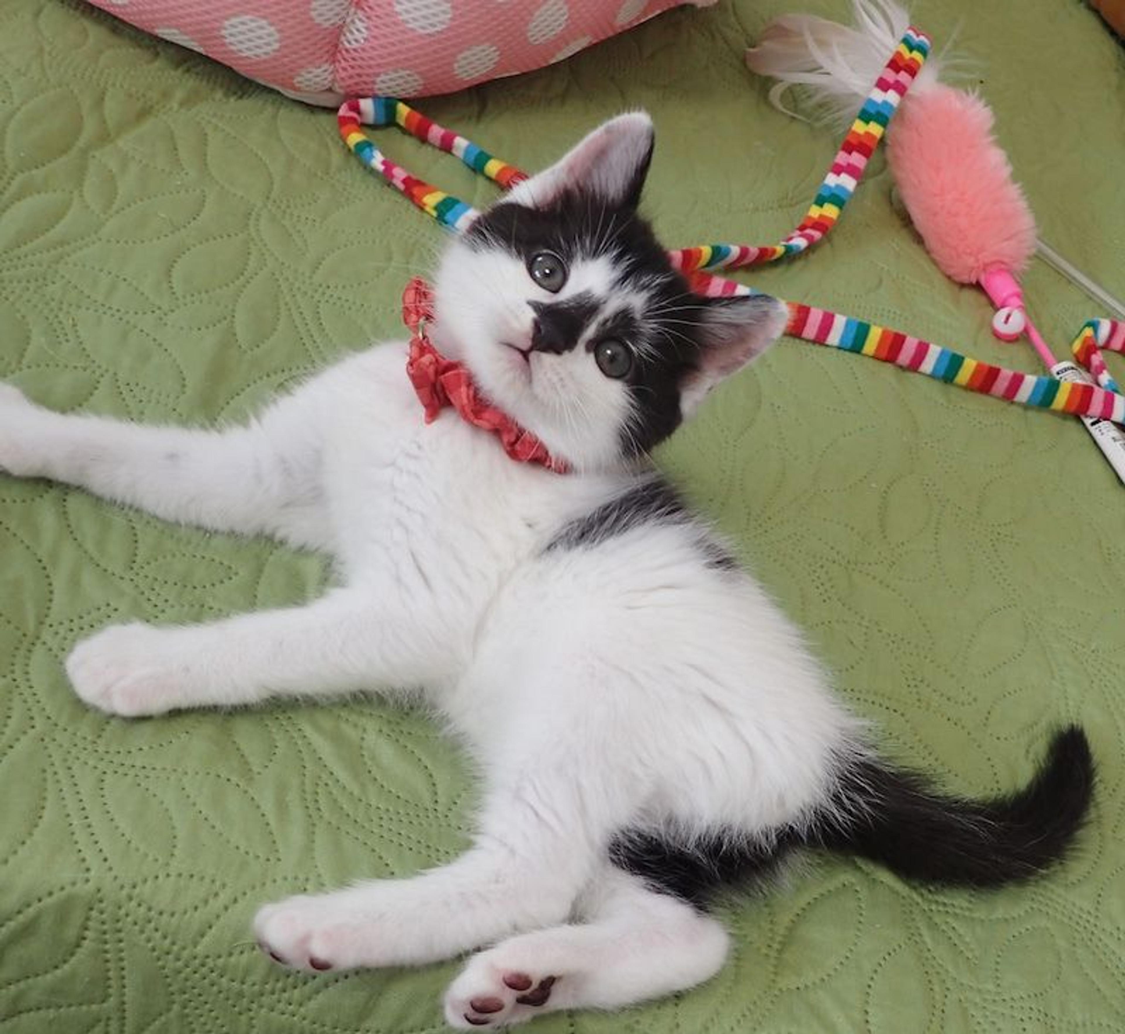 pet-image-5