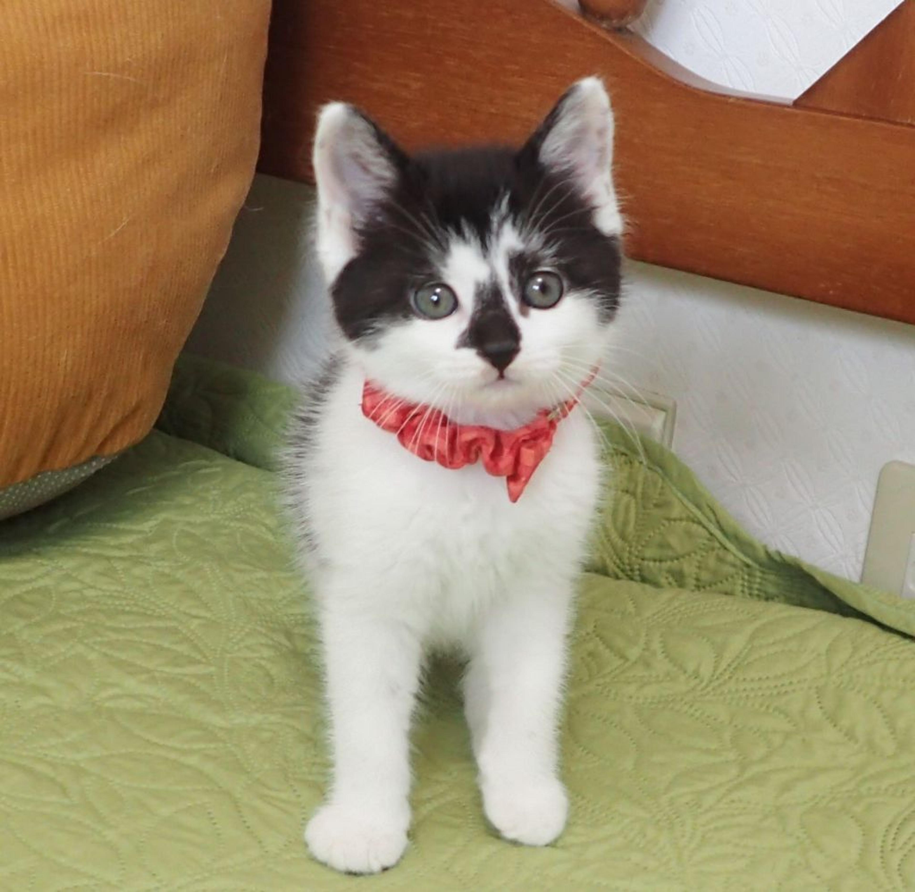 pet-image-4