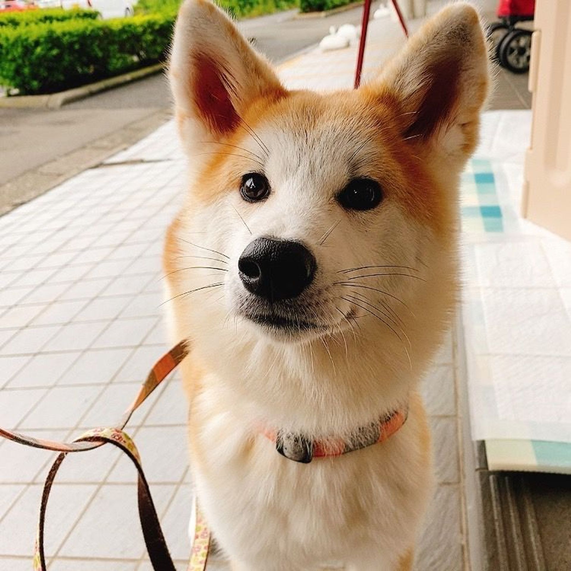 秋田犬・メスの里親募集の写真