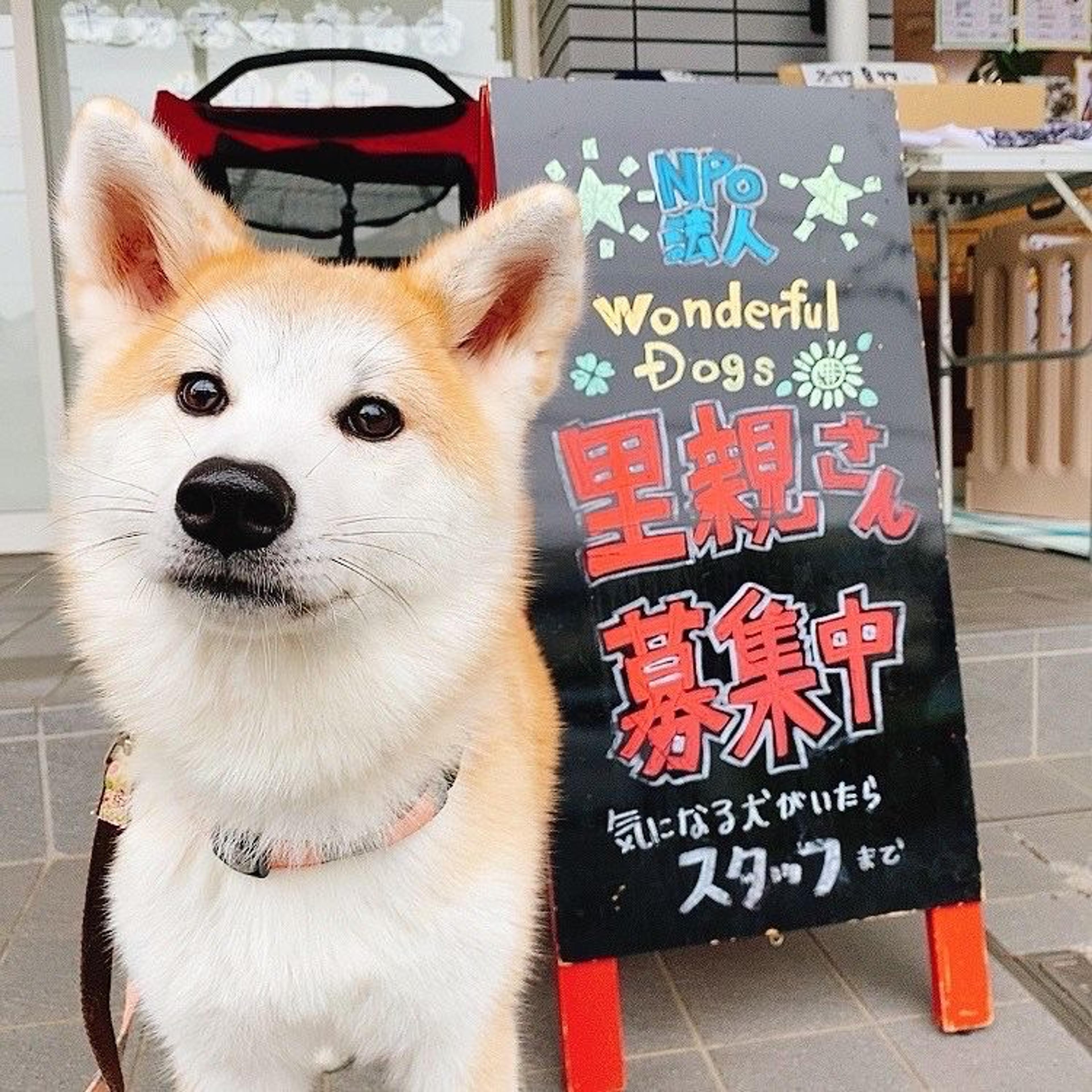 pet-image-4