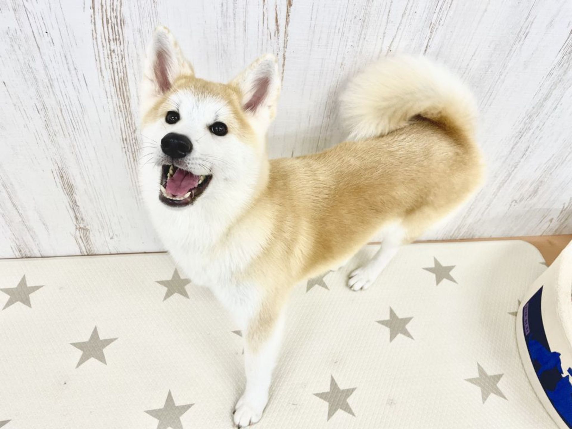 秋田犬・メスの里親募集の写真