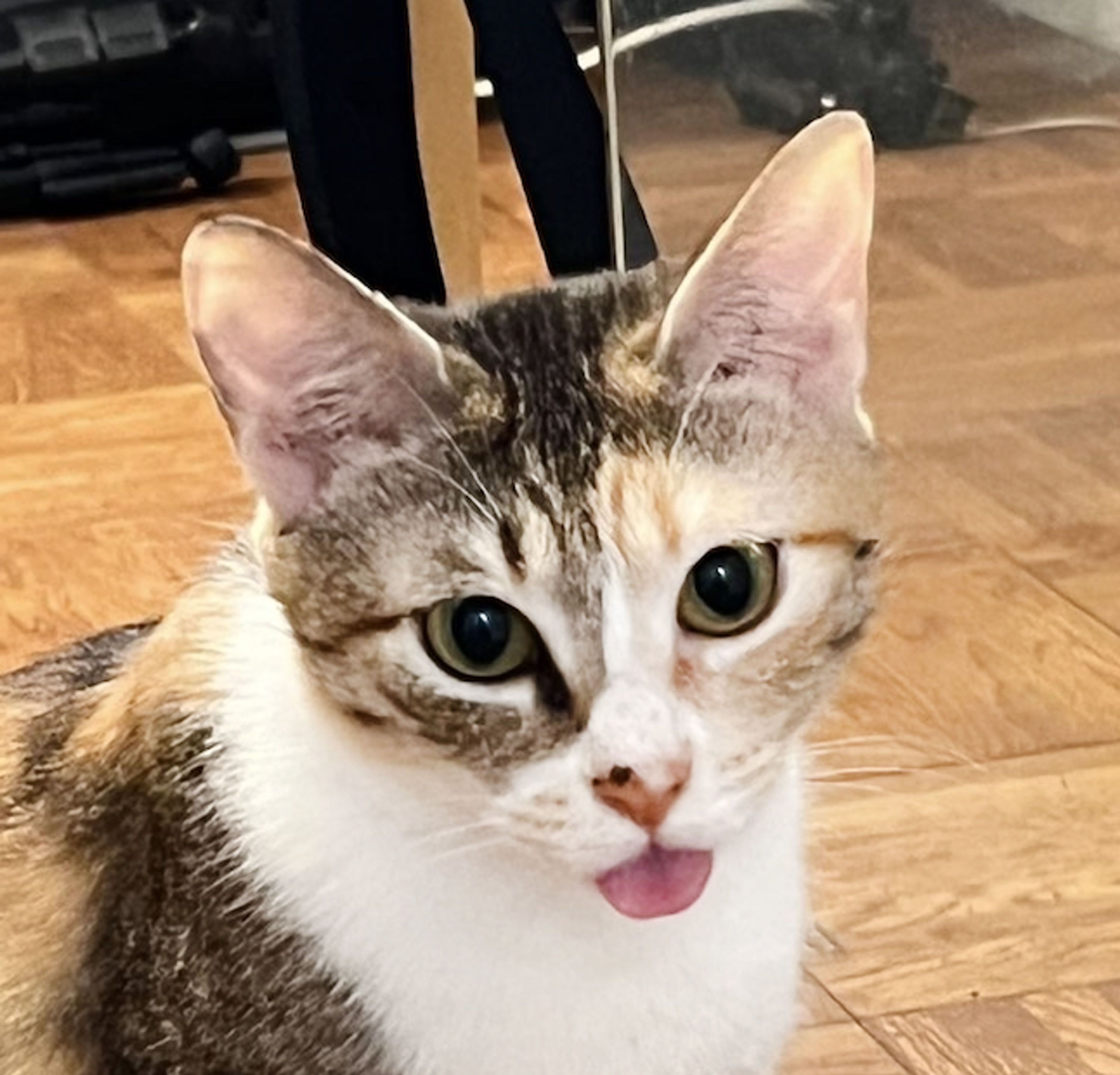 雑種（ミックス猫）・メスの里親募集の写真