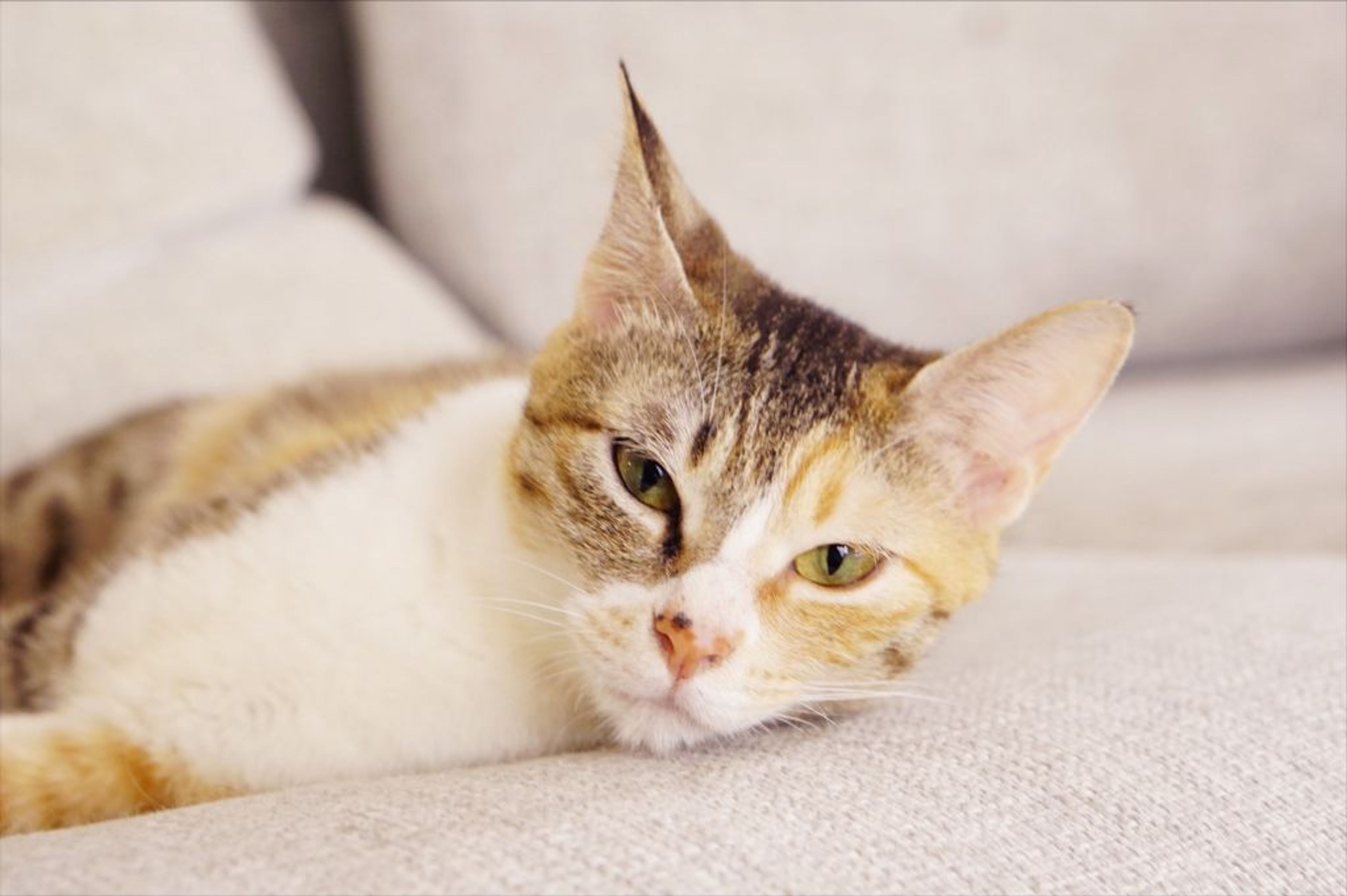pet-image-4