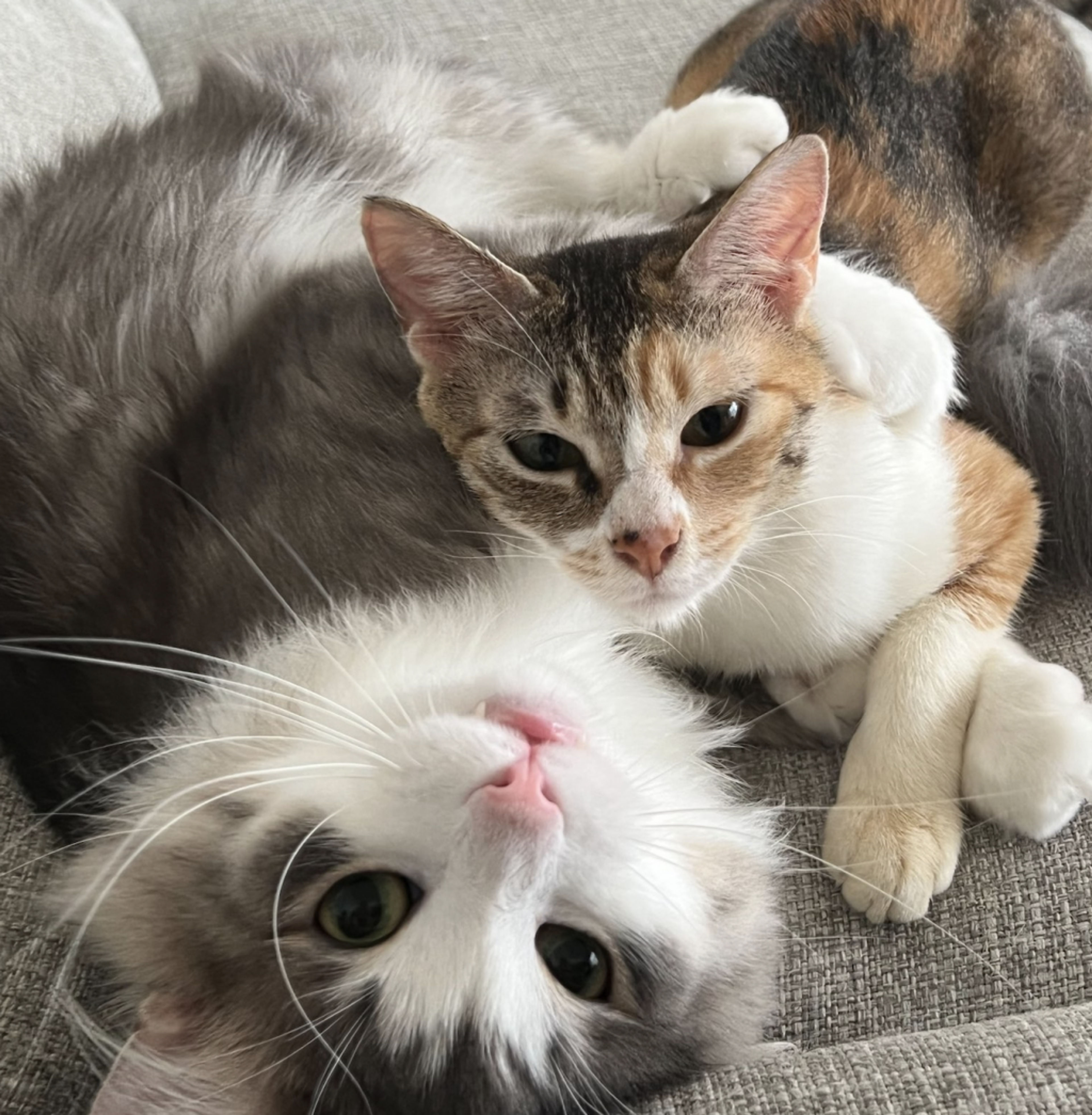pet-image-5