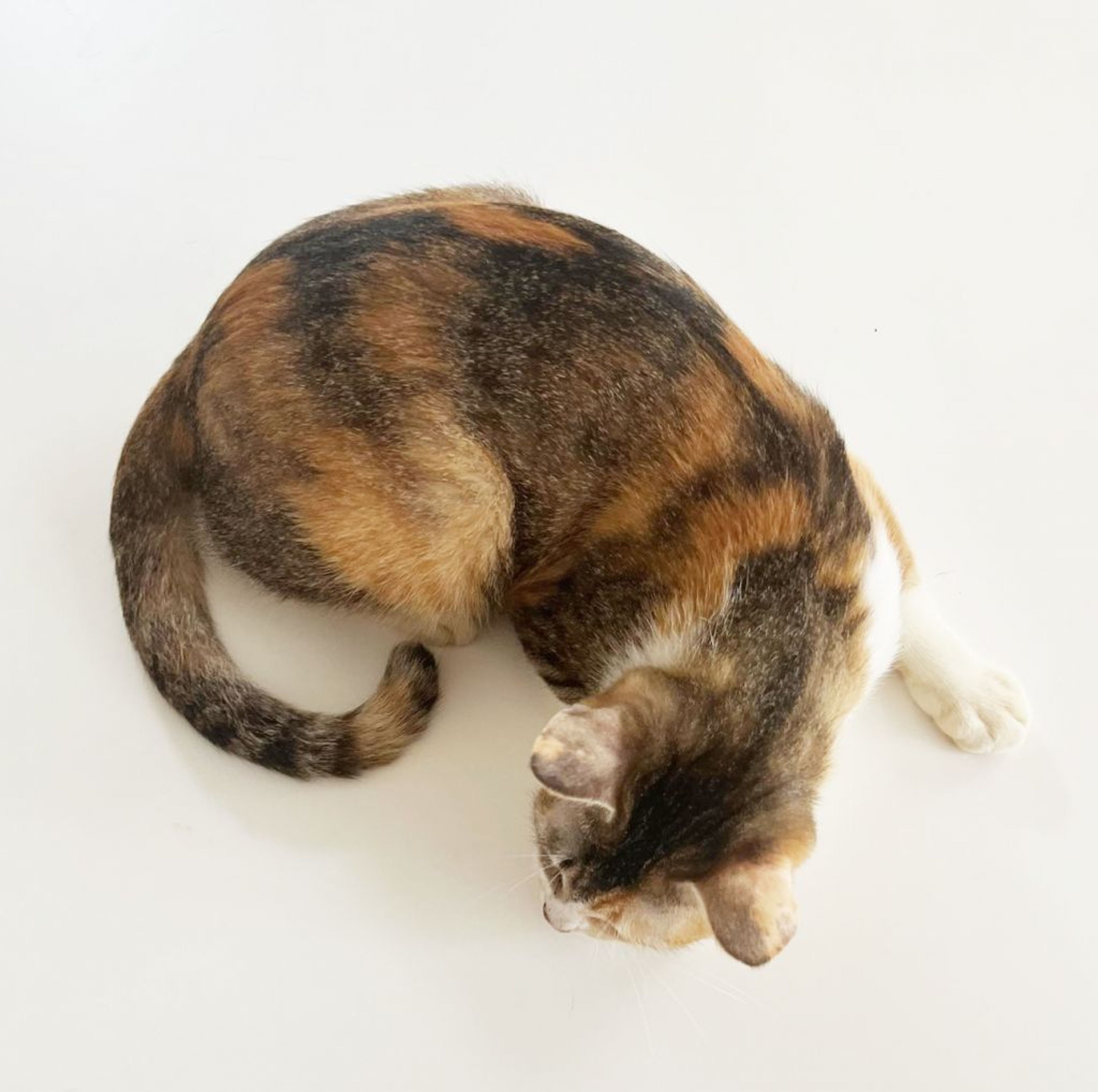 pet-image-6