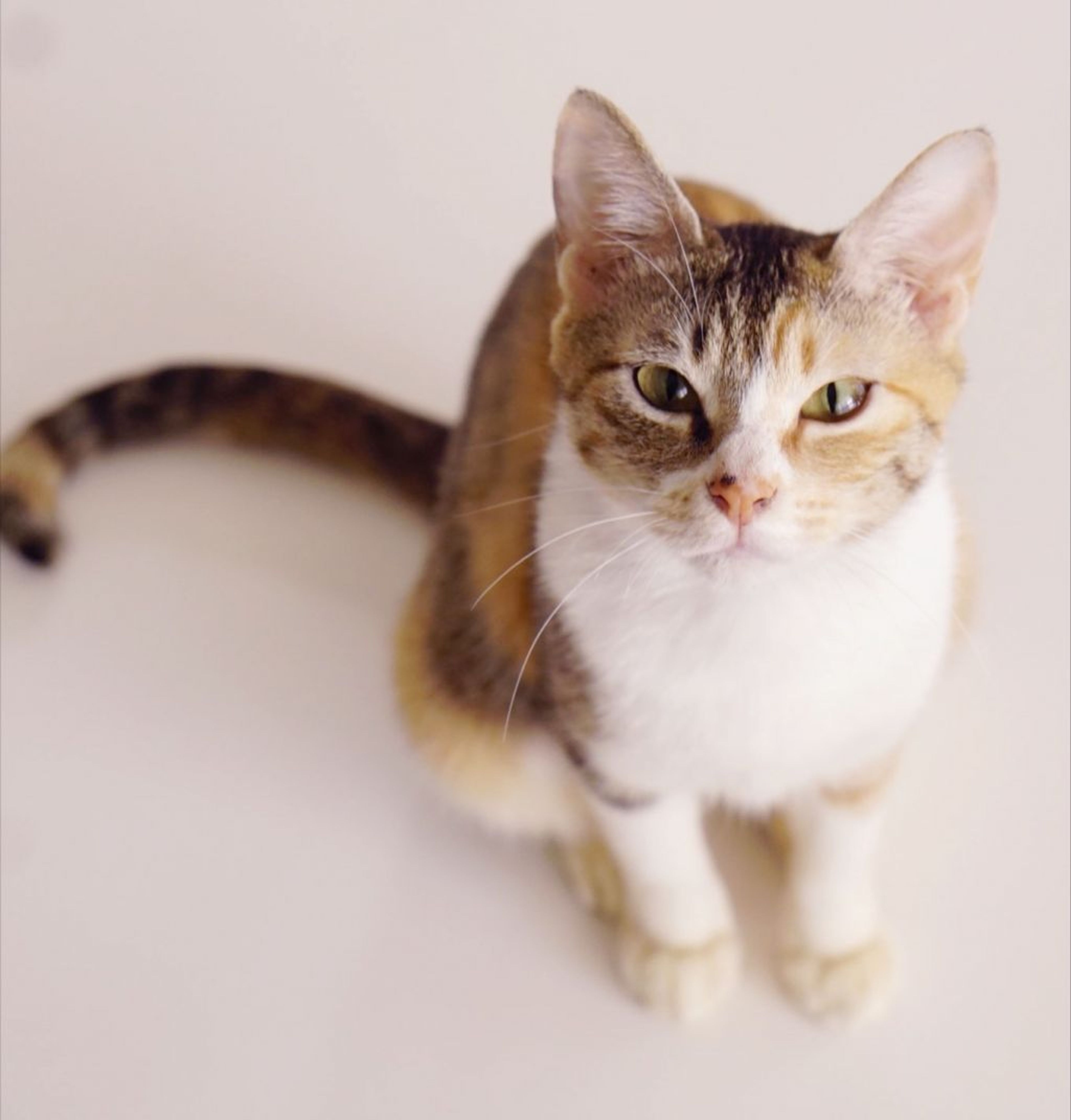 pet-image-7