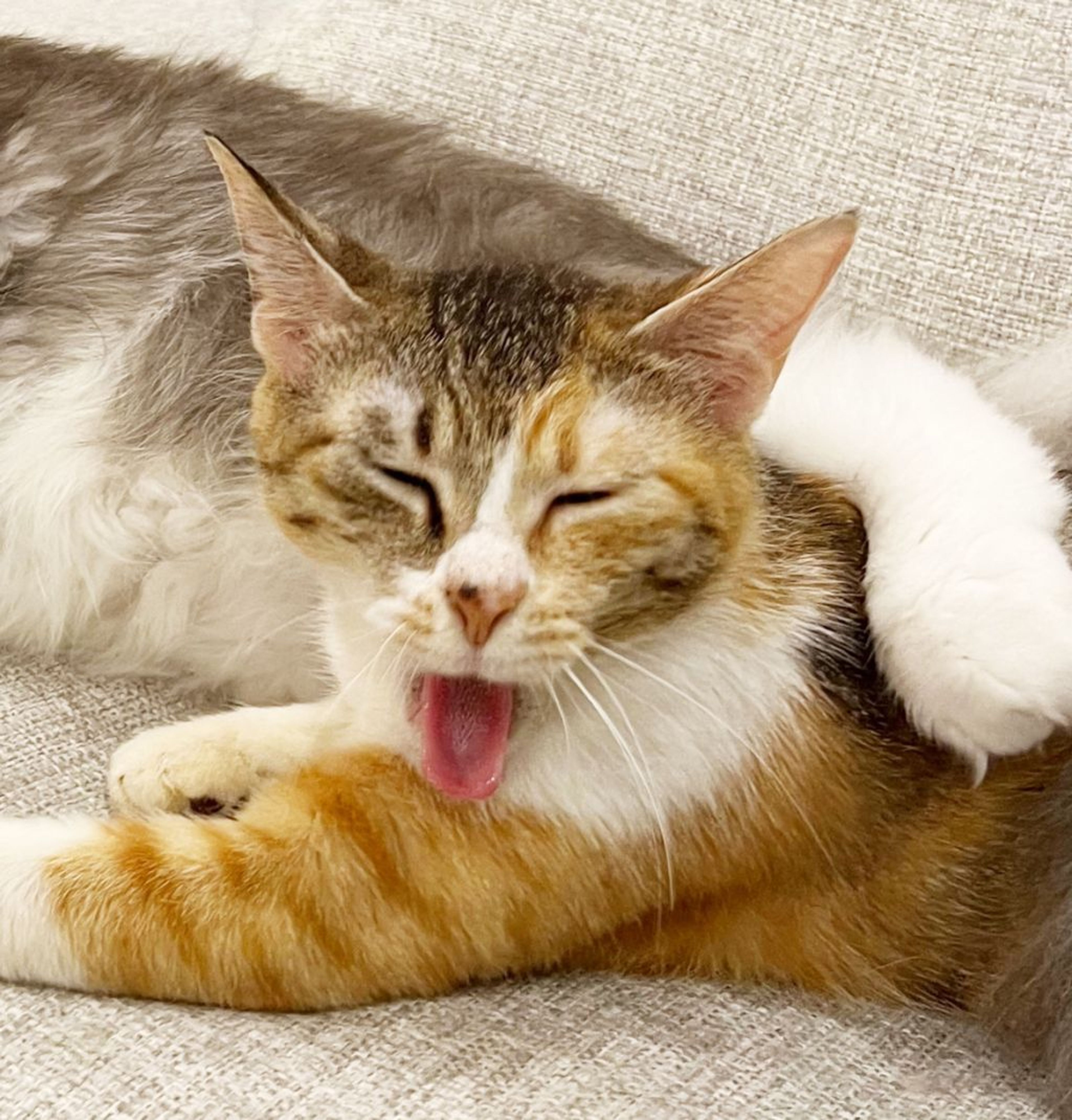 pet-image-8