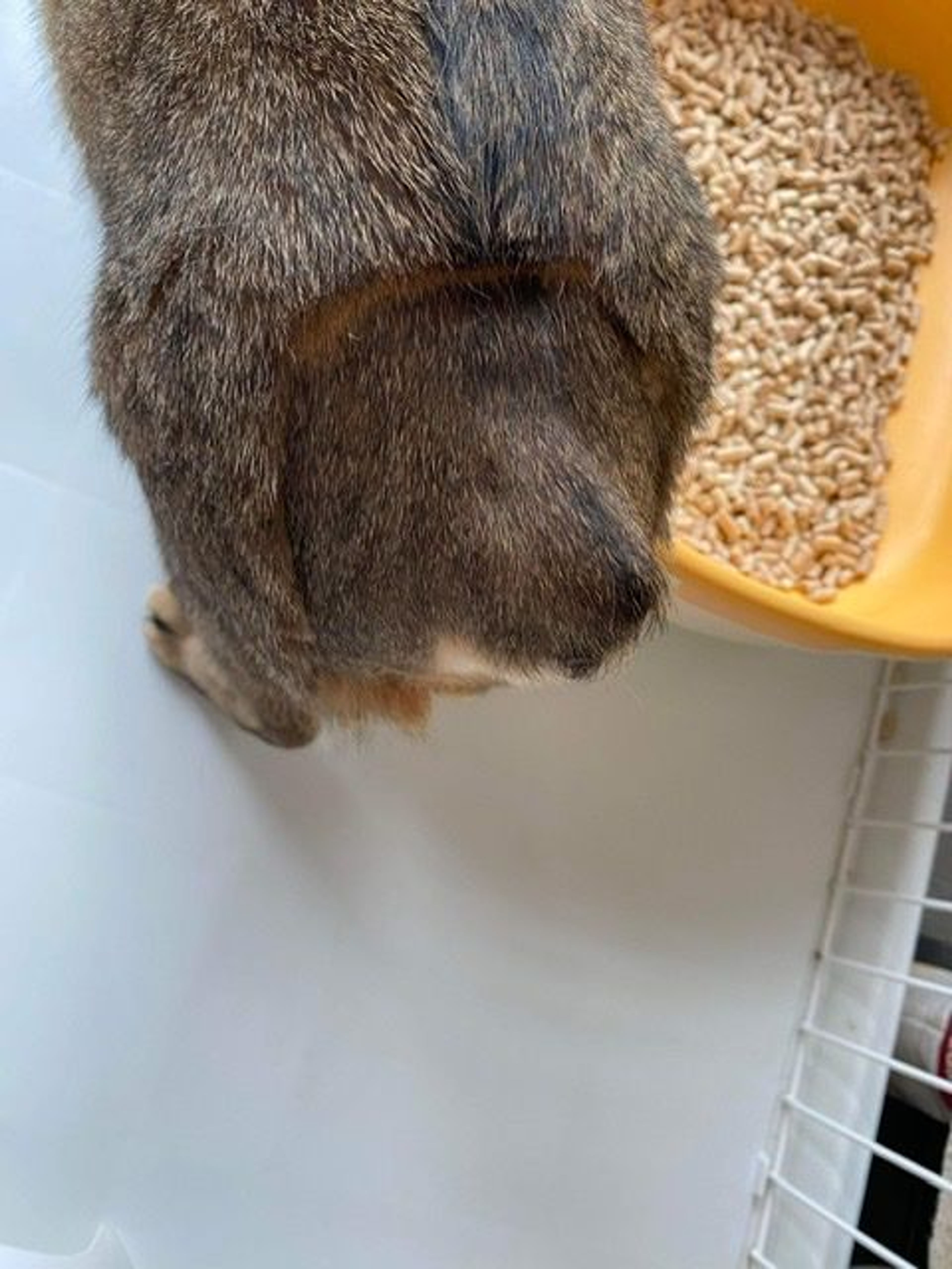 pet-image-3
