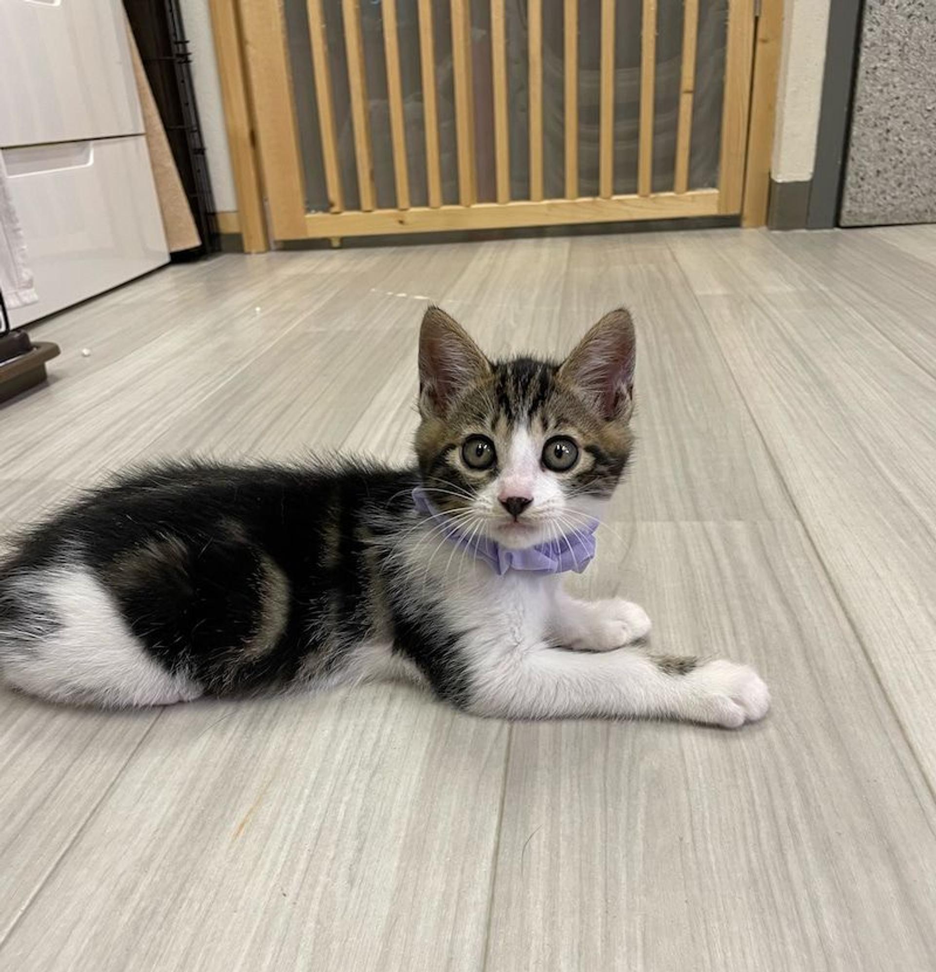 pet-image-2