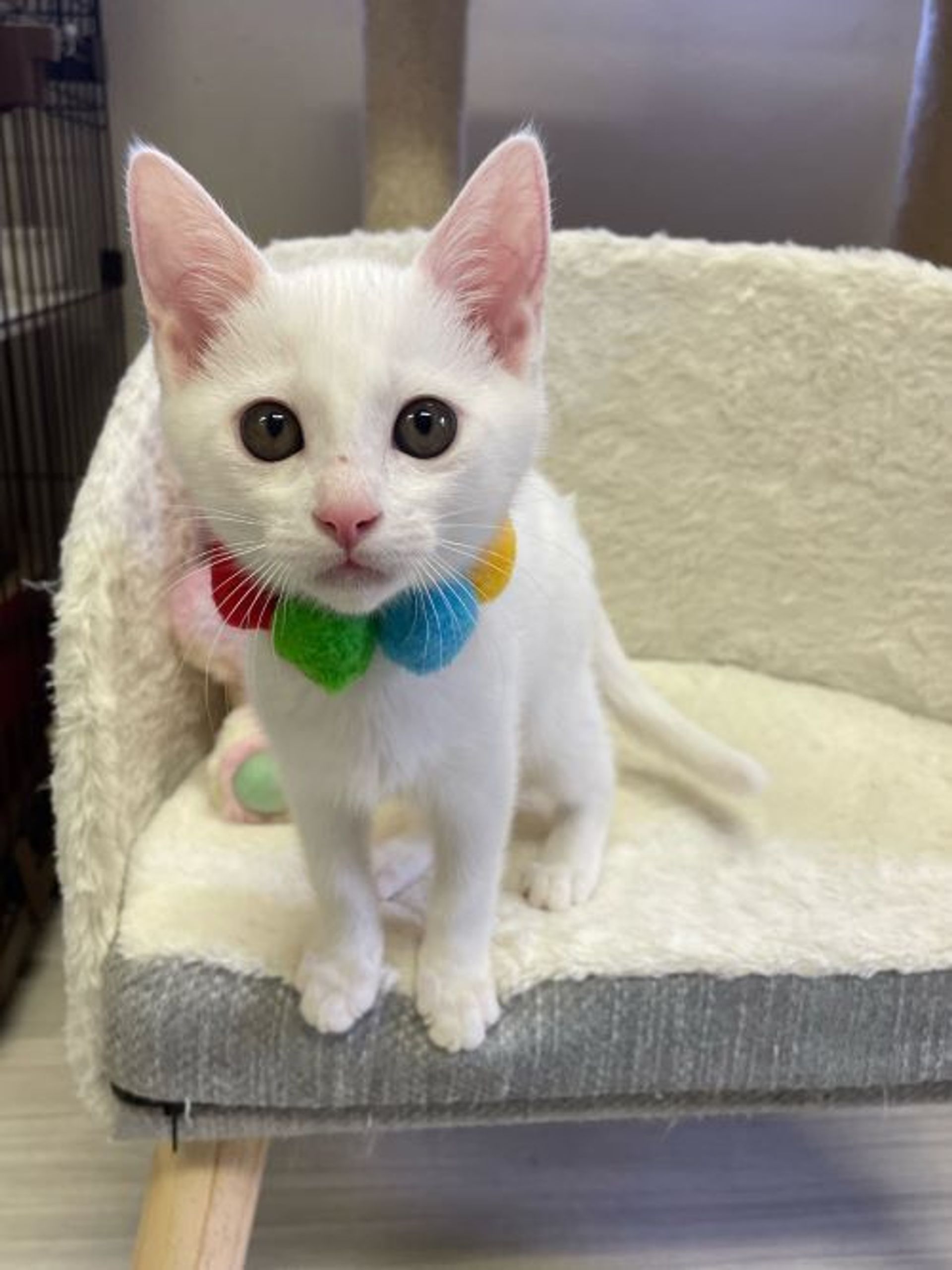 雑種（ミックス猫）・メスの里親募集の写真